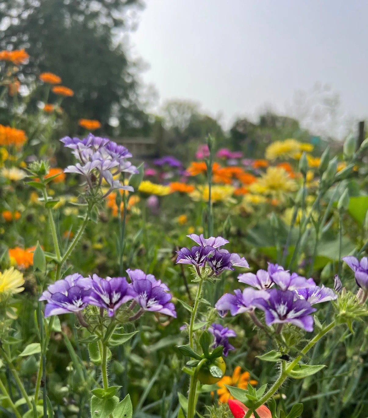 Phlox Sugar Stars - Image 6