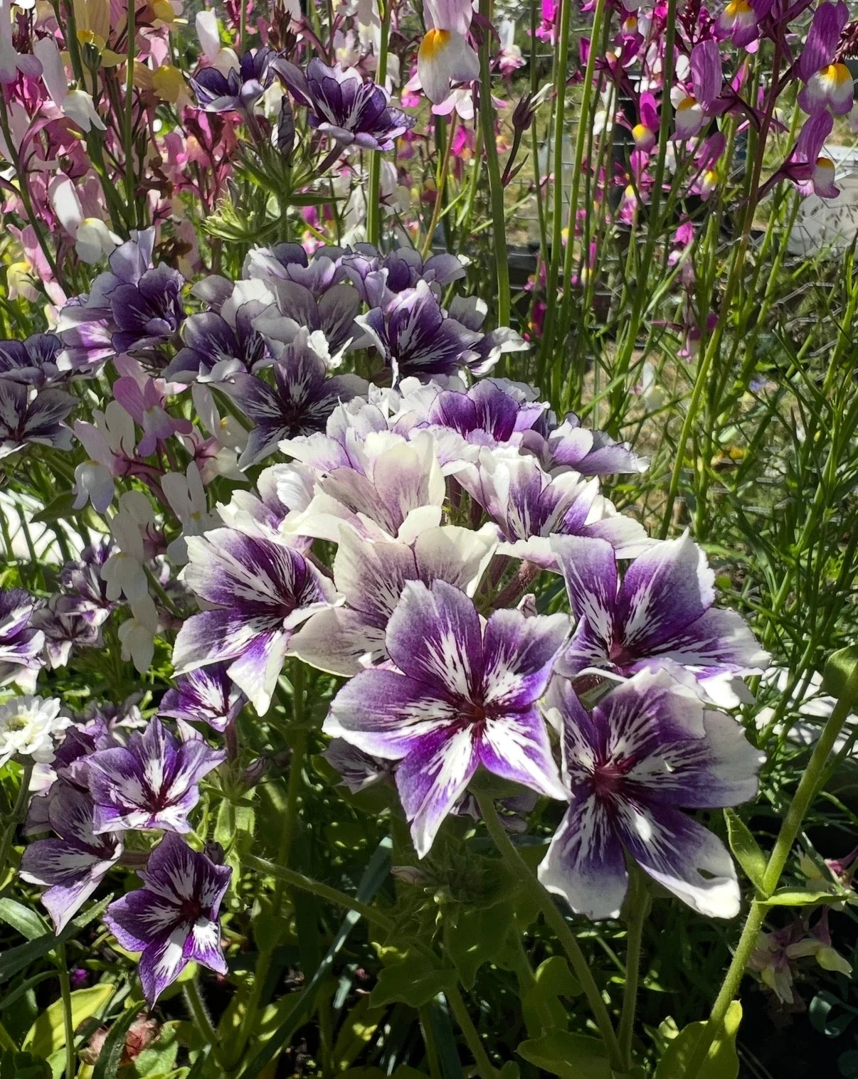 Phlox Sugar Stars - Image 8