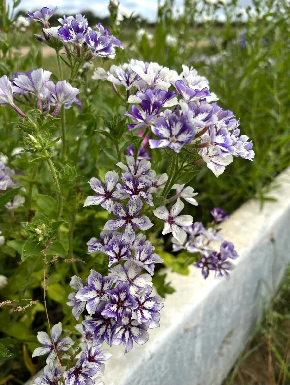 Phlox Sugar Stars - Image 9