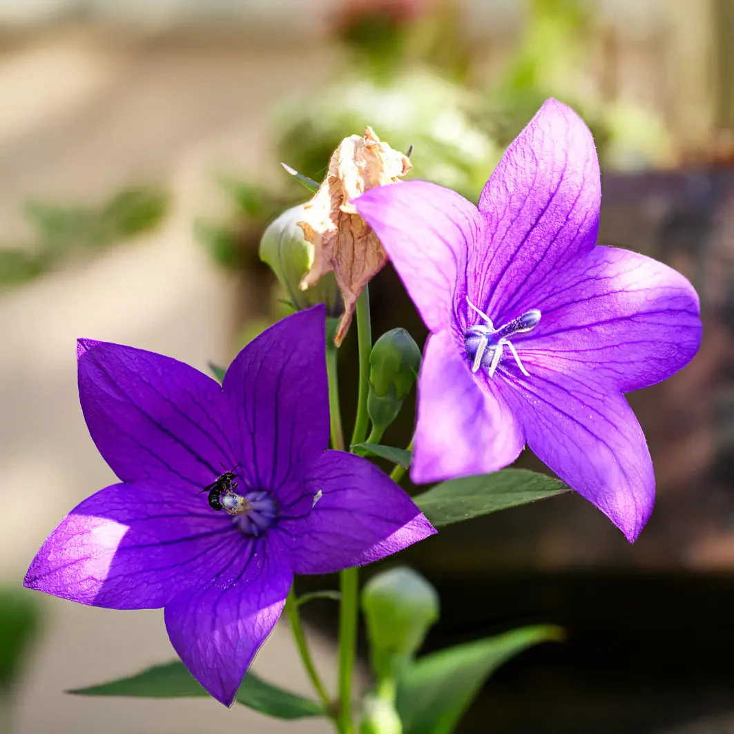 Platycodon Balloon Flower Mixed - Image 2