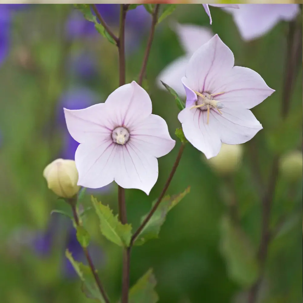 Platycodon Balloon Flower Mixed - Image 3