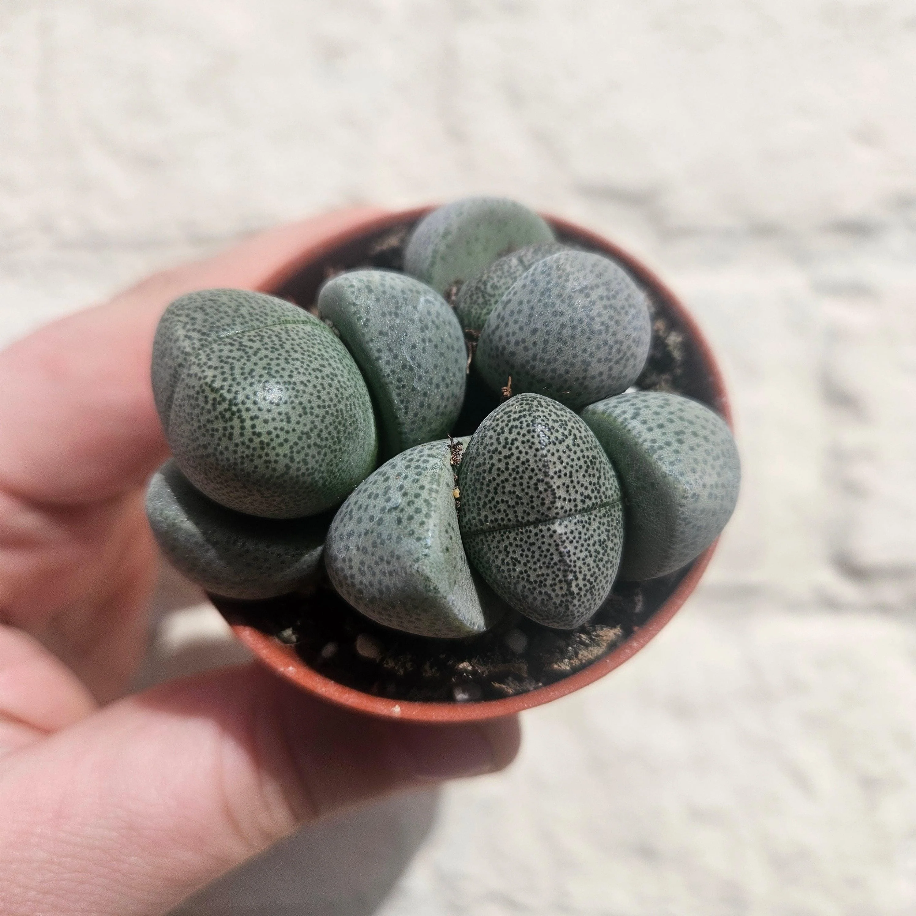 Pleiospilos nelii (Split Rock Plant/ Succulent) - Image 2
