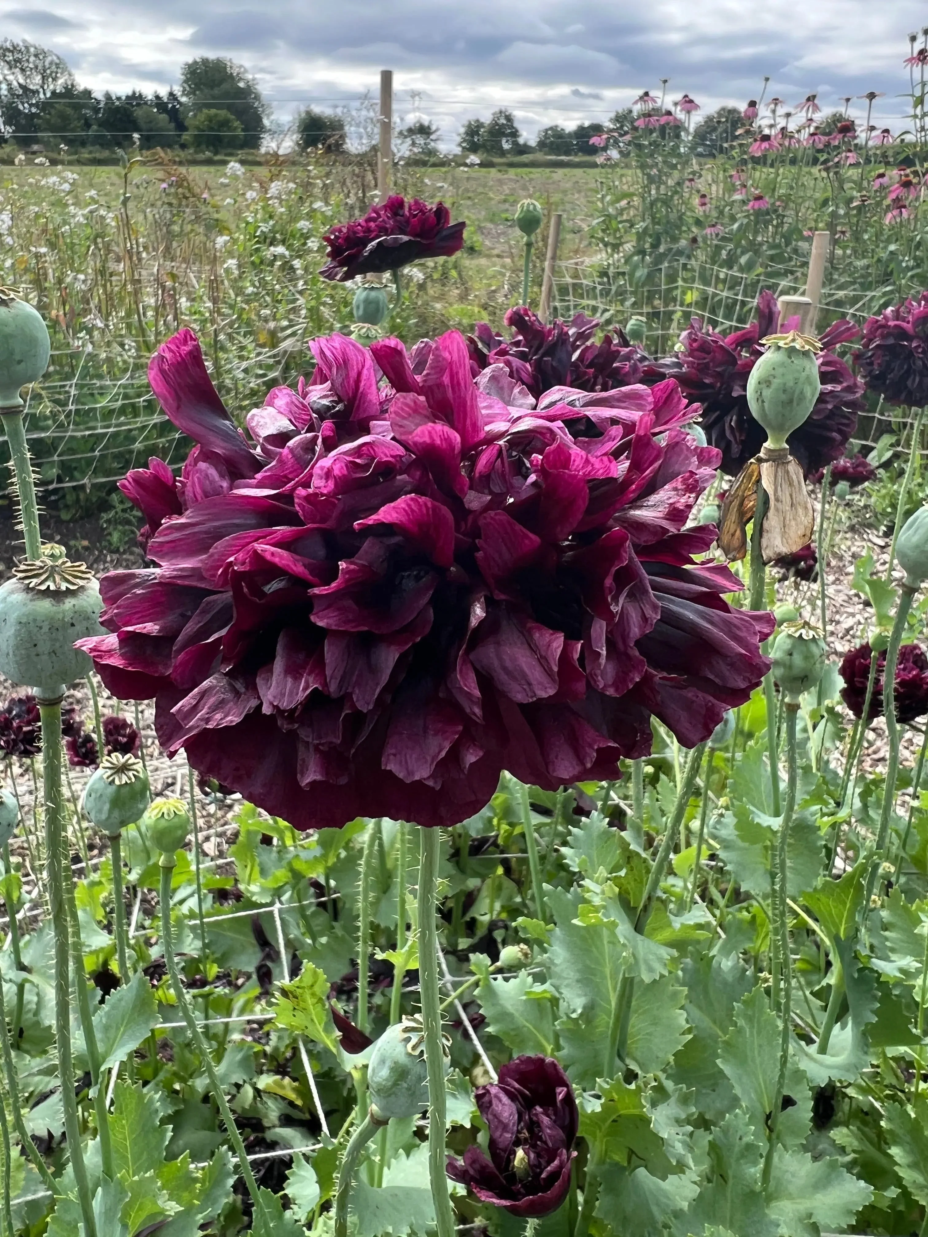 Poppy Black Peony - Image 6