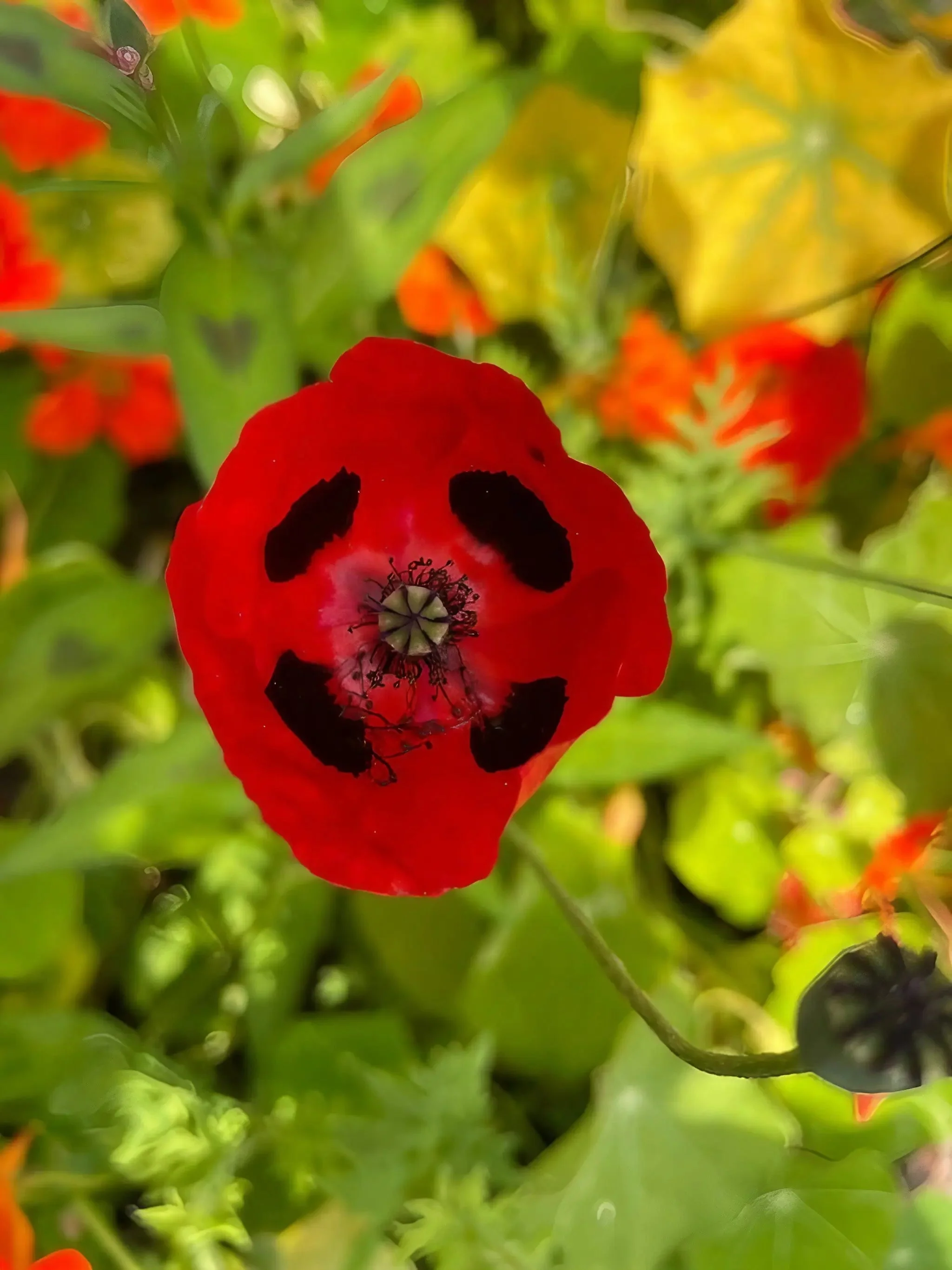 Poppy Ladybird - Image 2