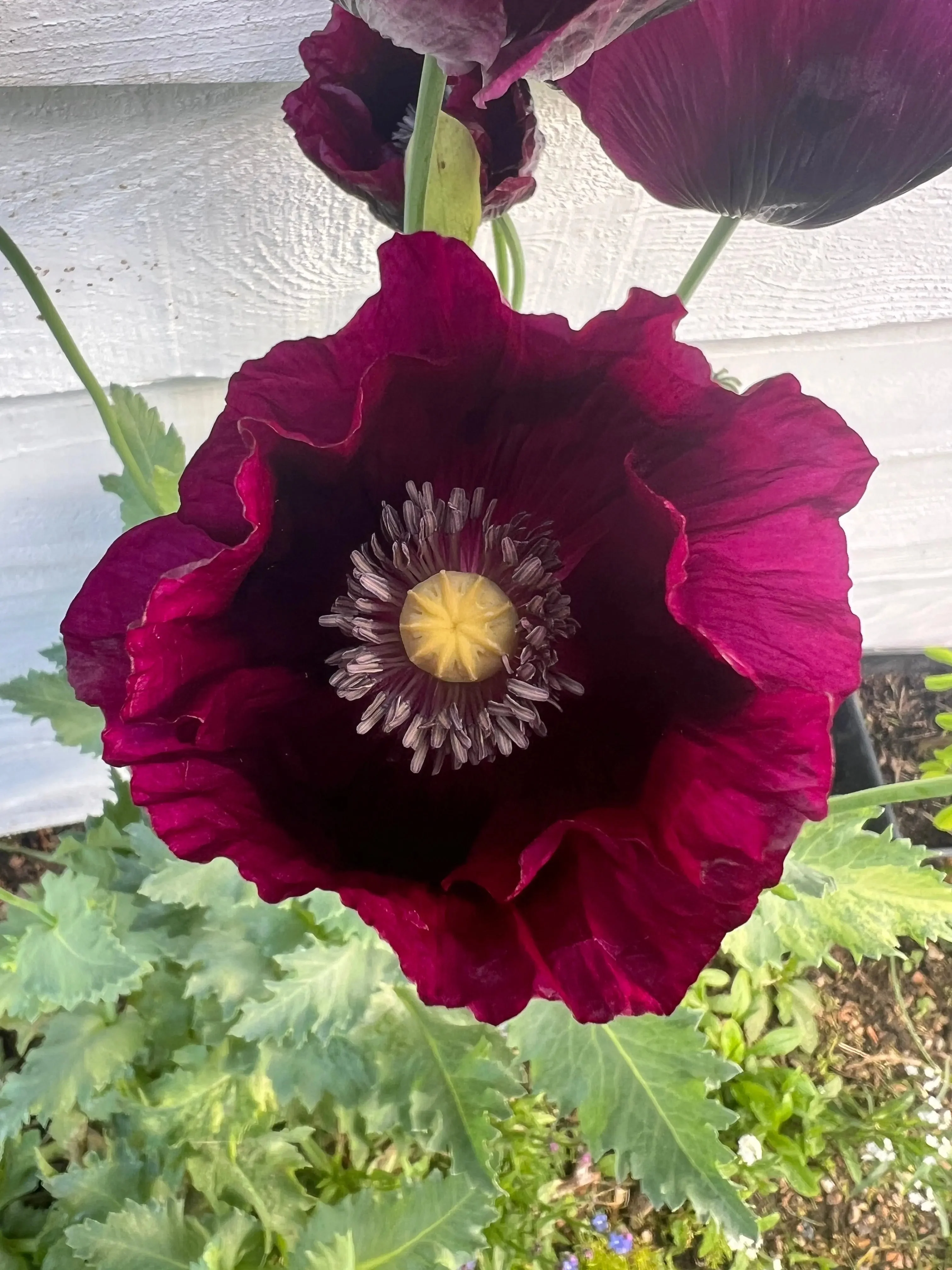 Poppy Laurens Grape - Image 2