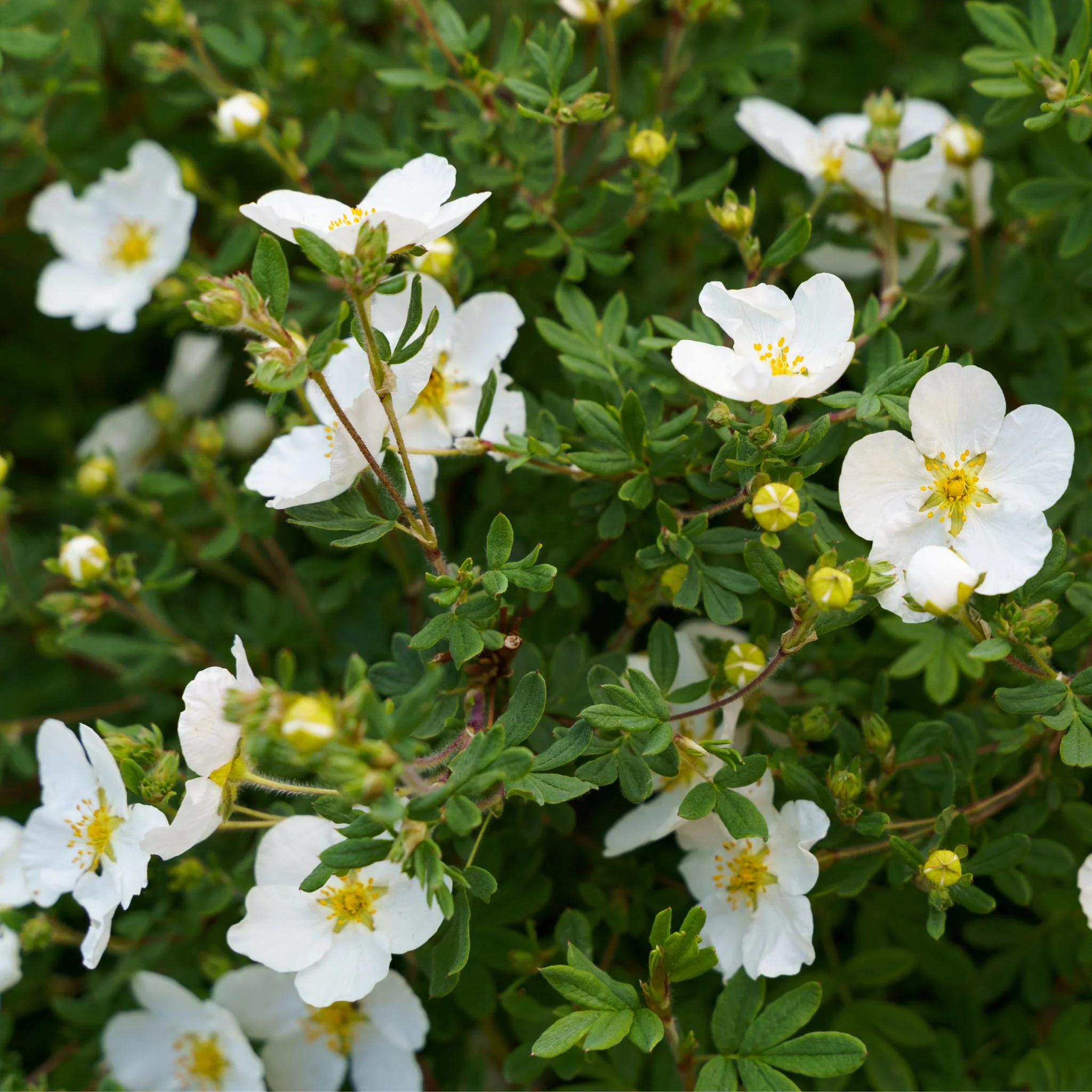 Potentilla fruticosa 'Abbotswood' 1L / 2L - Image 2