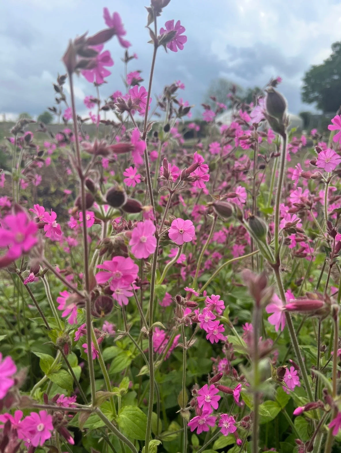 Red Campion - Image 3