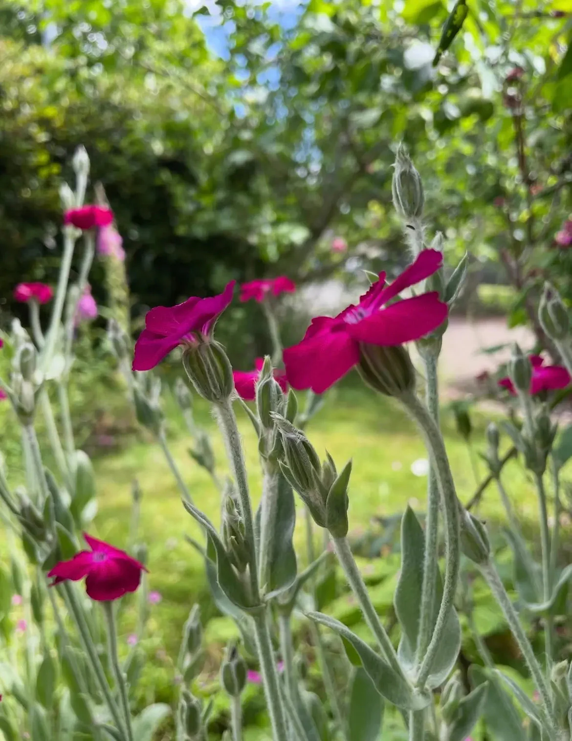 Rose Campion - Image 2
