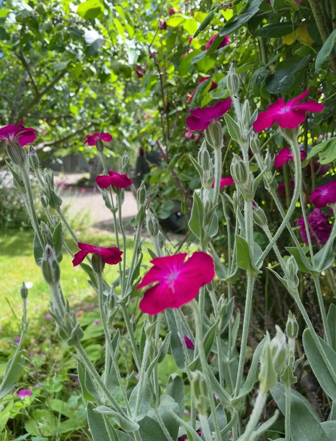 Rose Campion - Image 5