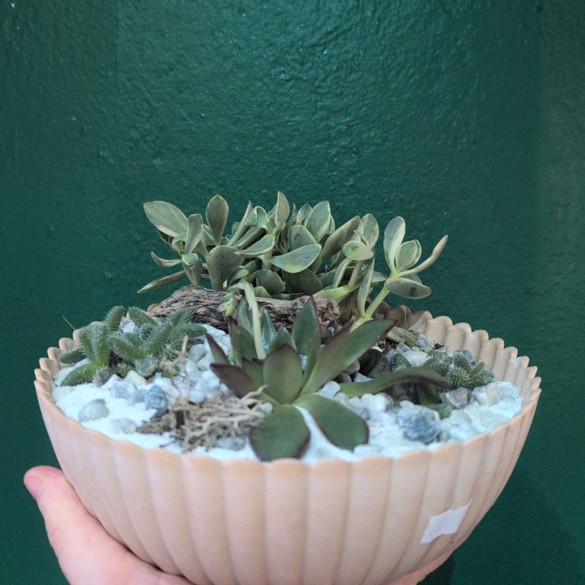 Round Small Bowl Open Terrarium - Image 3