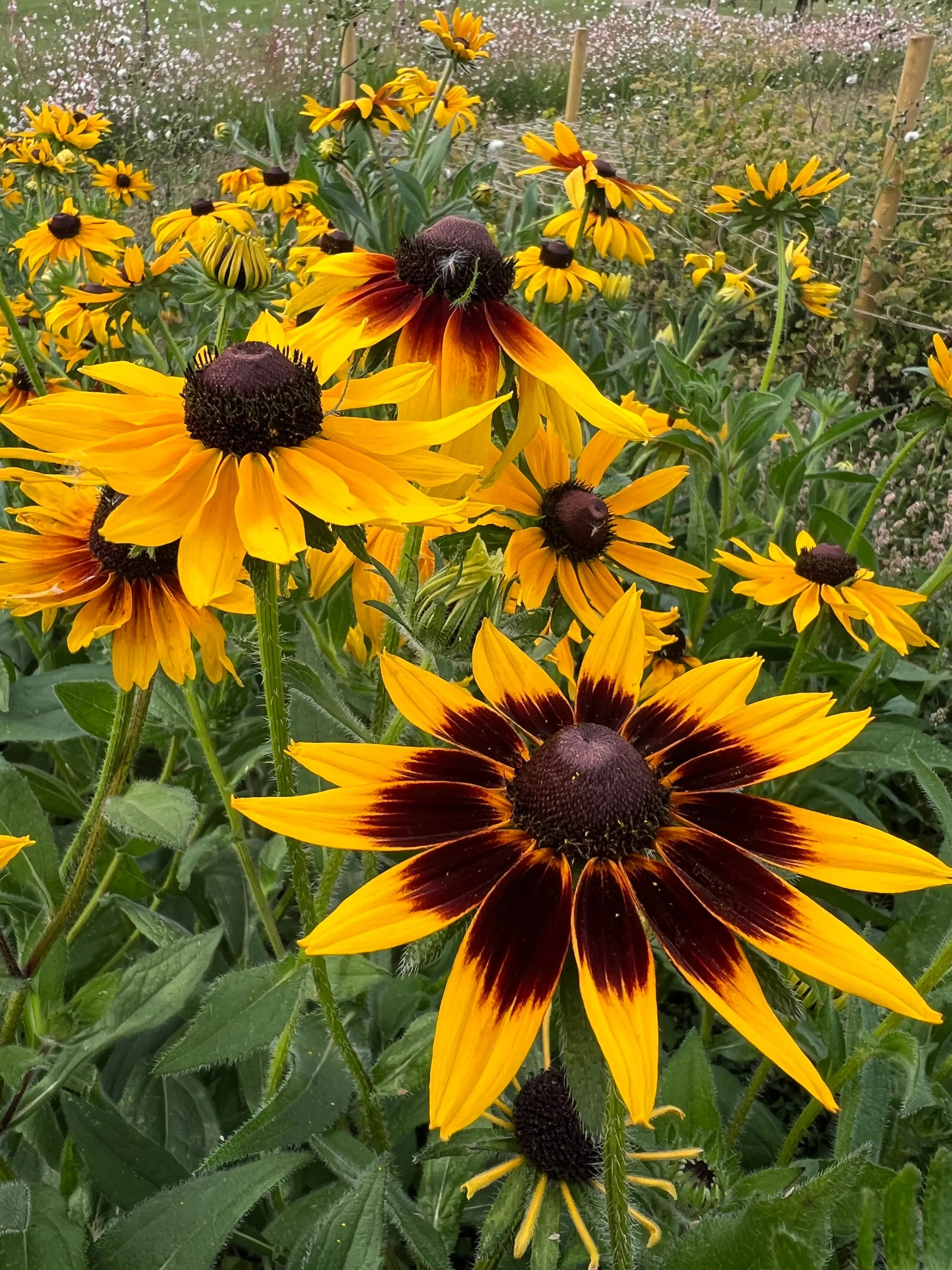 Rudbeckia Autumn Forest - Image 2
