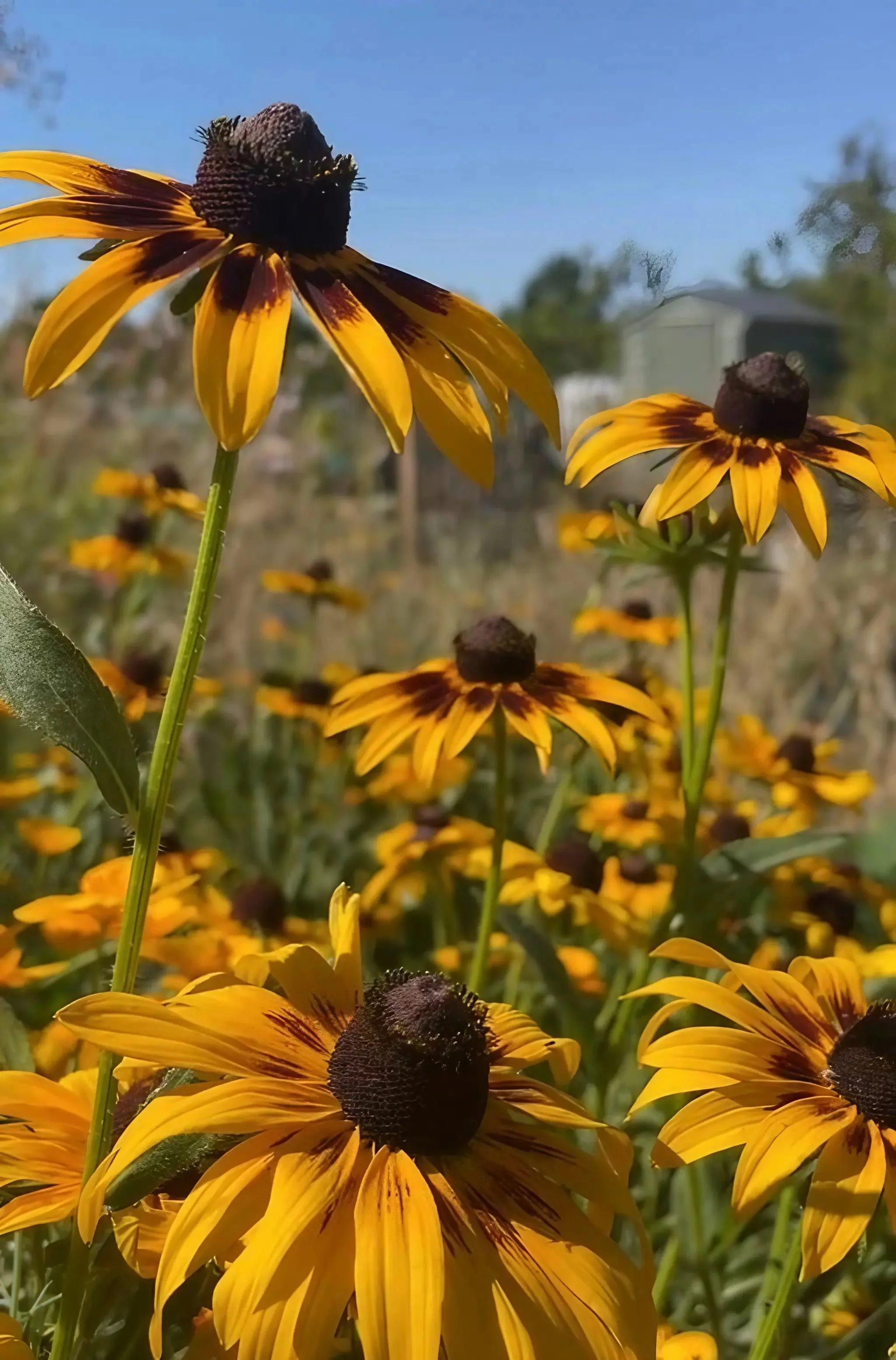 Rudbeckia Autumn Forest - Image 4
