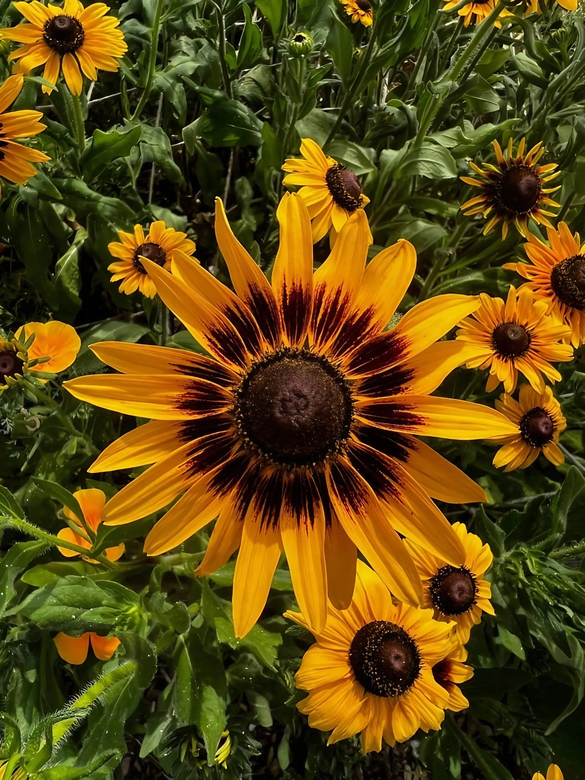 Rudbeckia Autumn Forest - Image 6