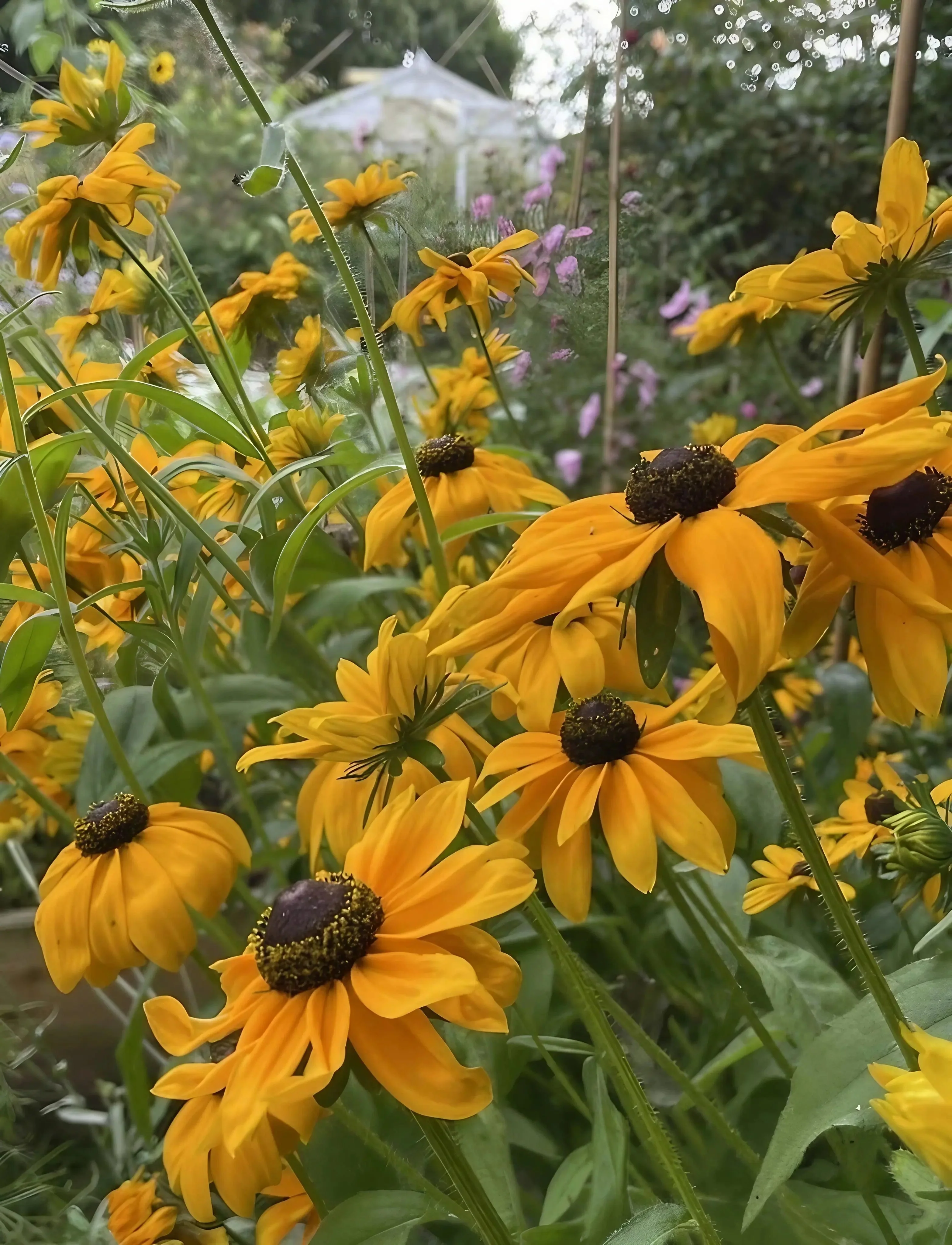 Rudbeckia Marmalade - Image 2