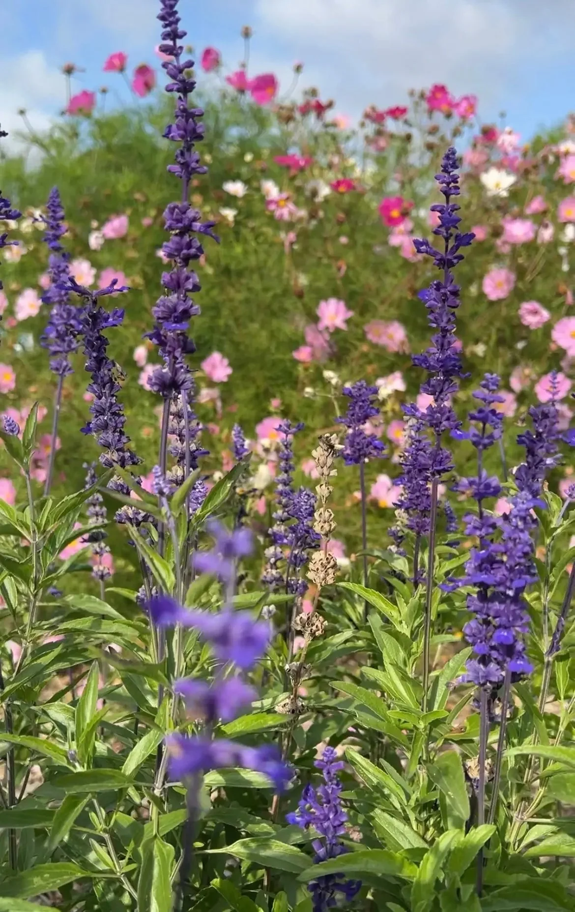 Salvia Farinacea Victoria - Image 2