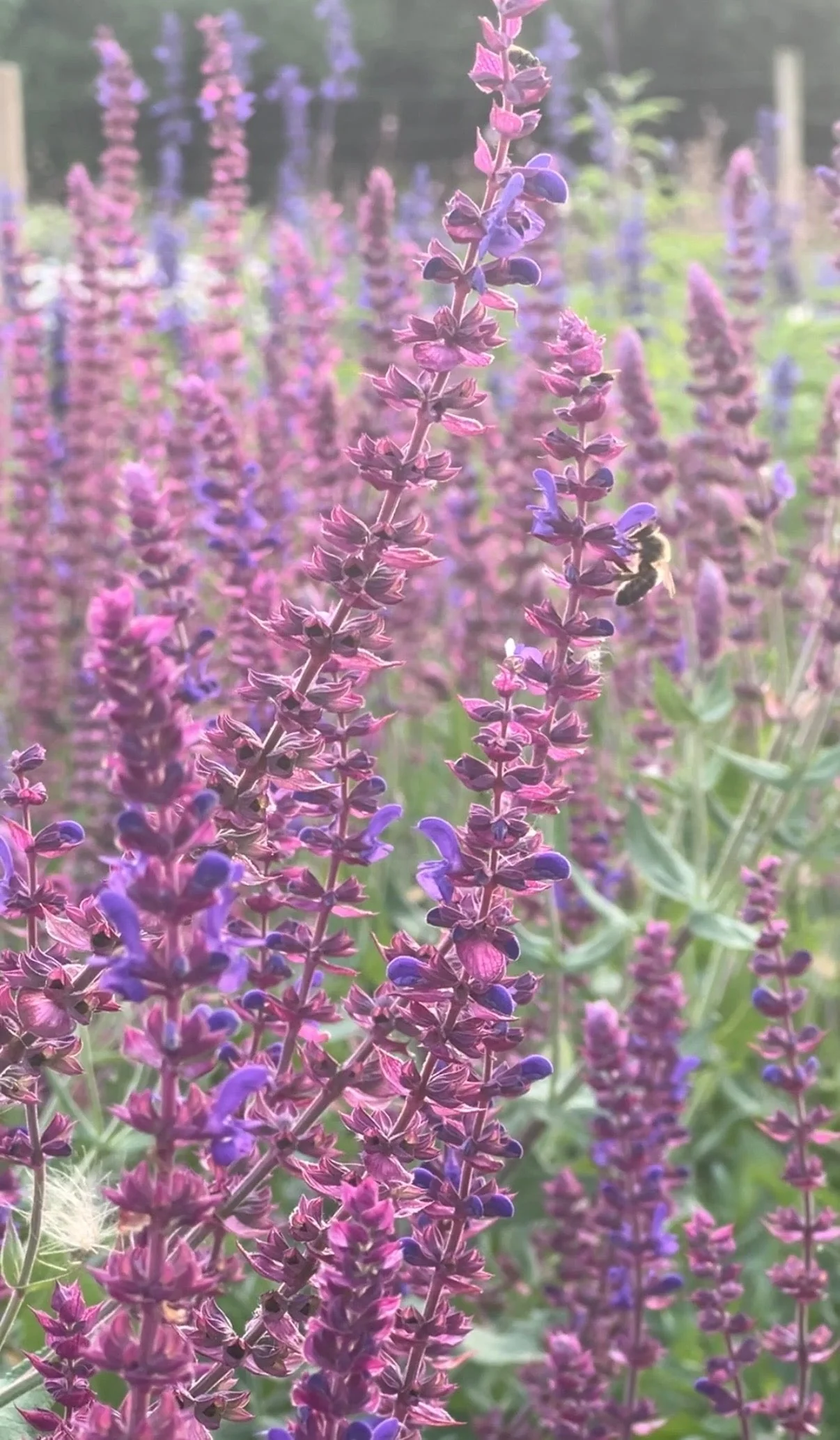 Salvia Violet Queen - Image 2