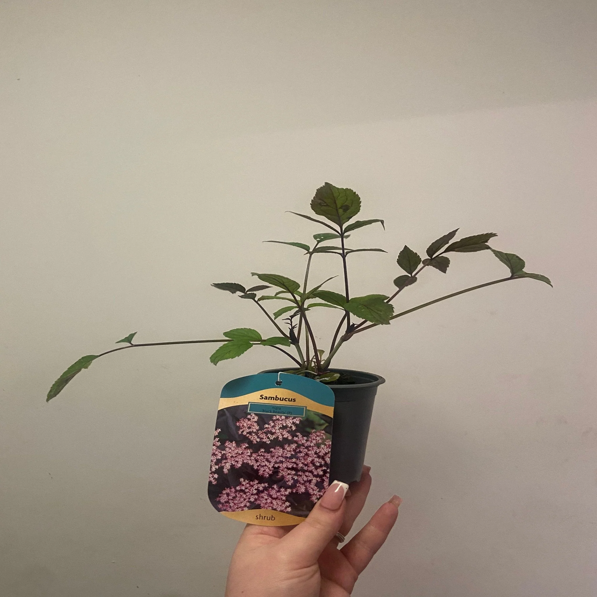 Sambucus nygra 'Black Beauty' 9cm / 3L - Image 2