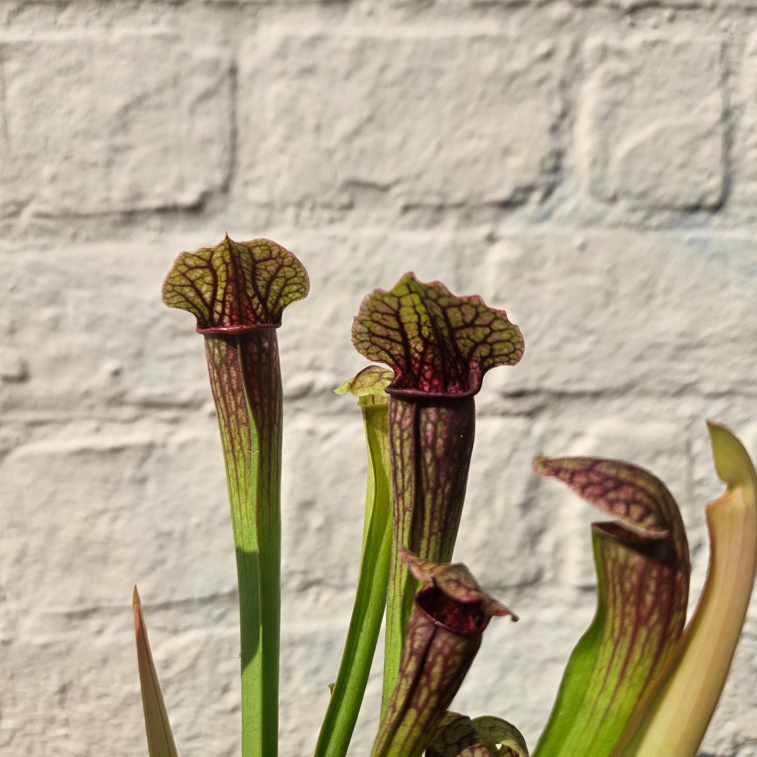 Sarracenia (Trumpet Pitcher plant) - Image 9