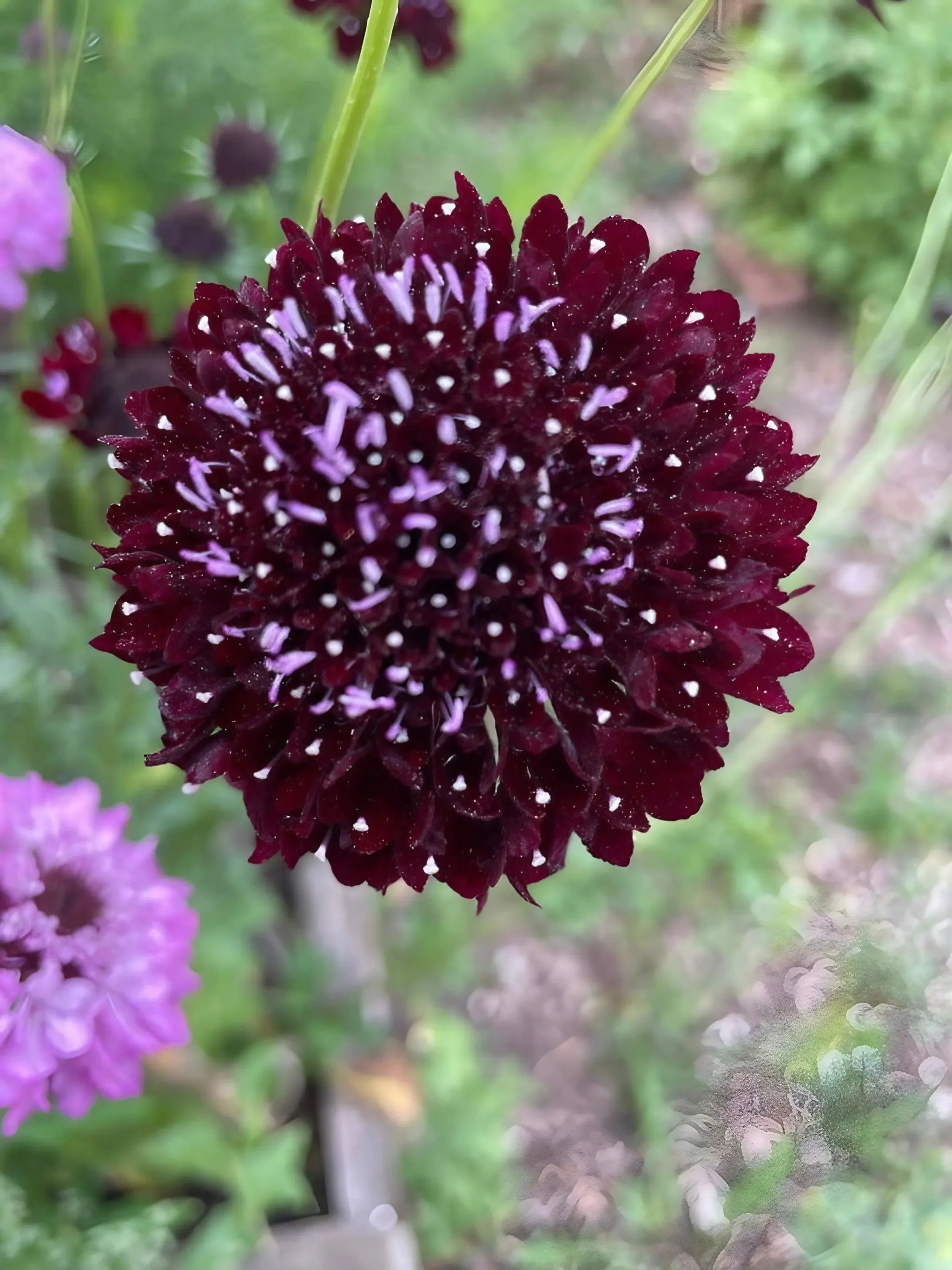 Scabious Black Knight - Image 2