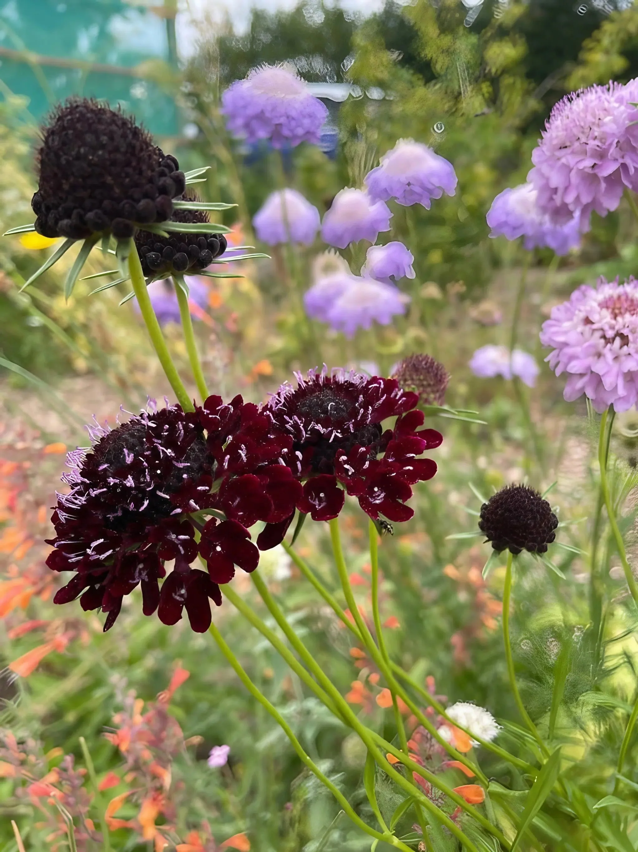 Scabious Black Knight - Image 6