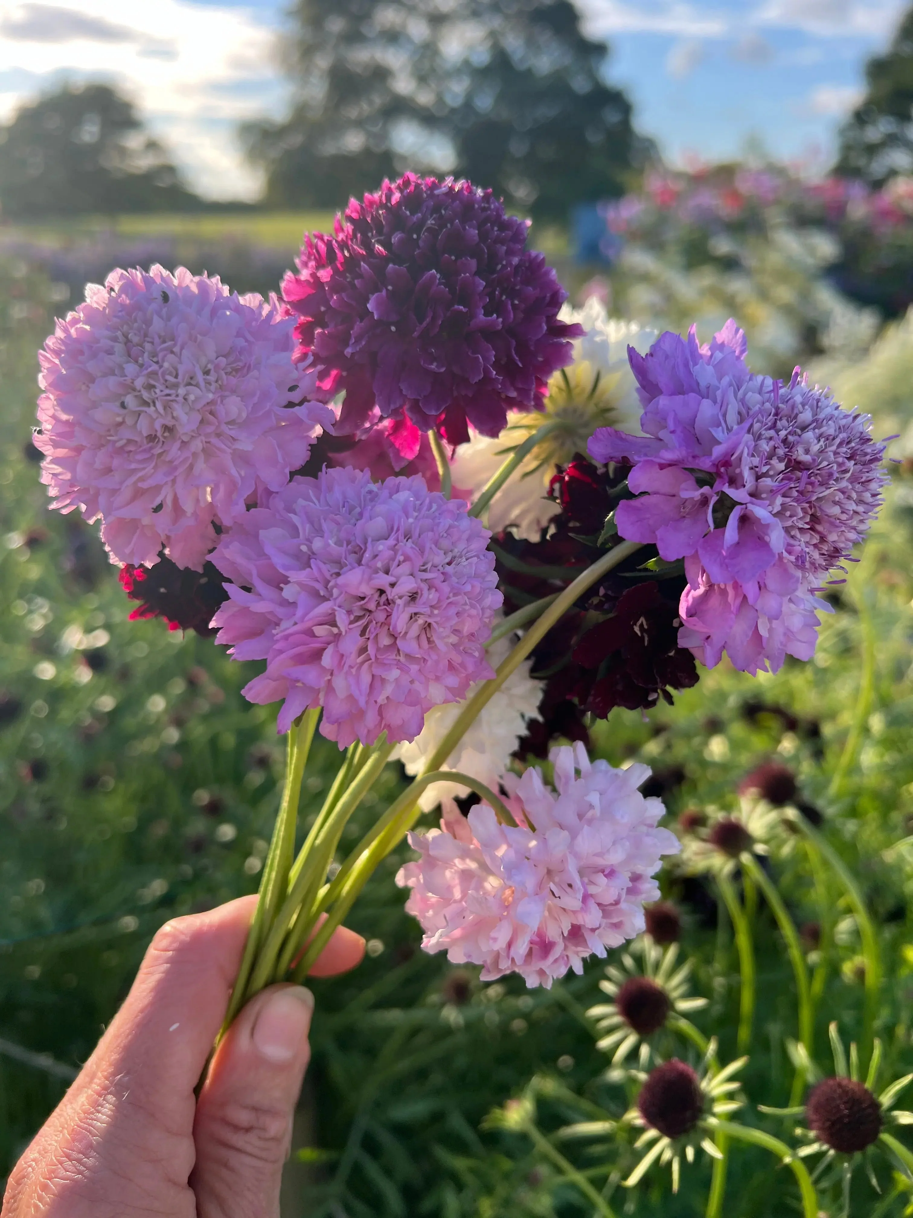 Scabious Imperial Mix - Image 2
