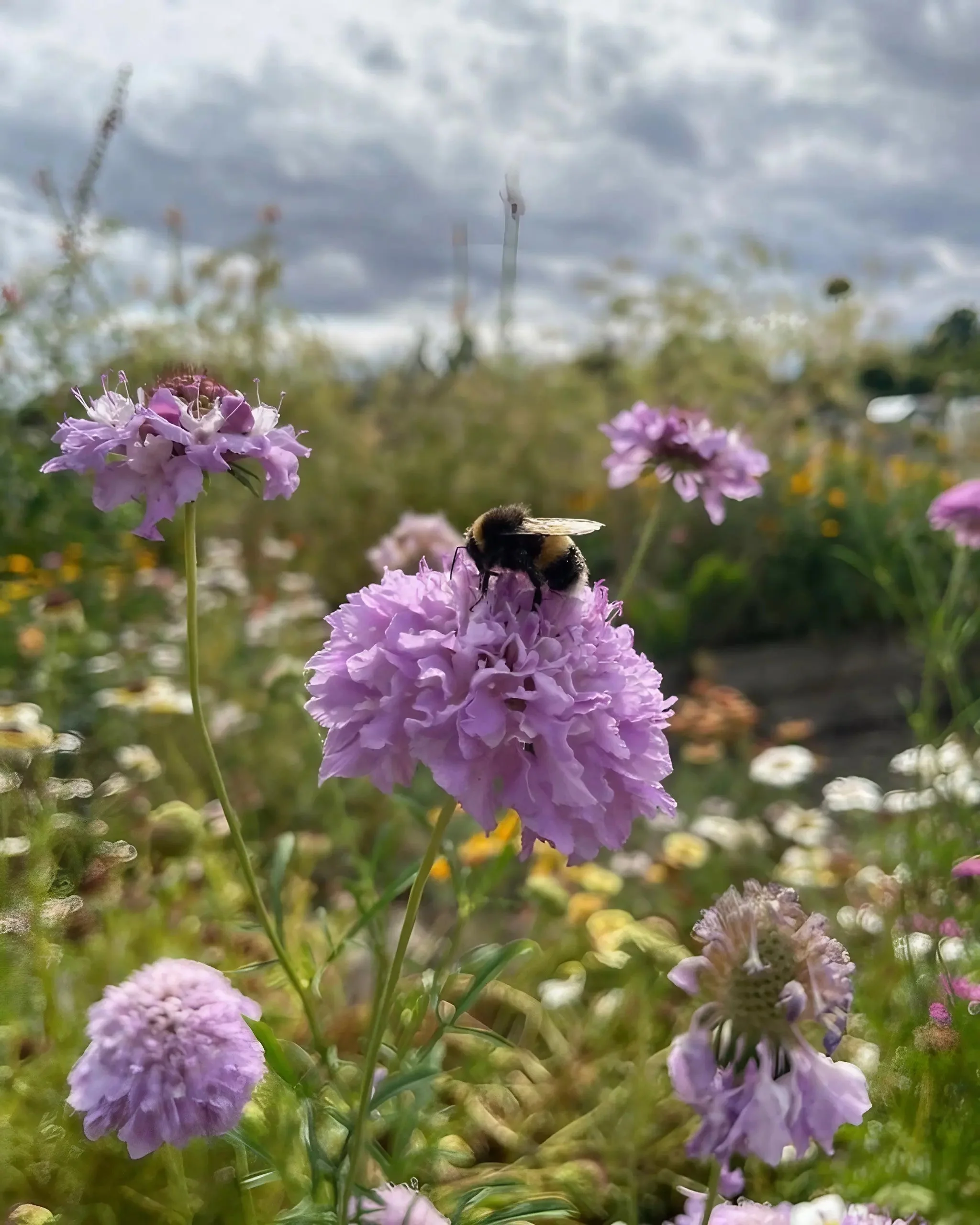 Scabious Imperial Mix - Image 8