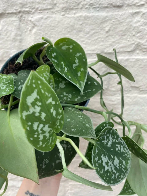 Scindapsus pictus 'Argyraeus' (Satin Pothos) Various sizes - Image 10