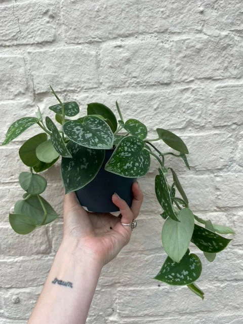 Scindapsus pictus 'Argyraeus' (Satin Pothos) Various sizes - Image 8