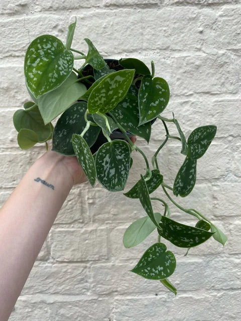 Scindapsus pictus 'Argyraeus' (Satin Pothos) Various sizes - Image 9