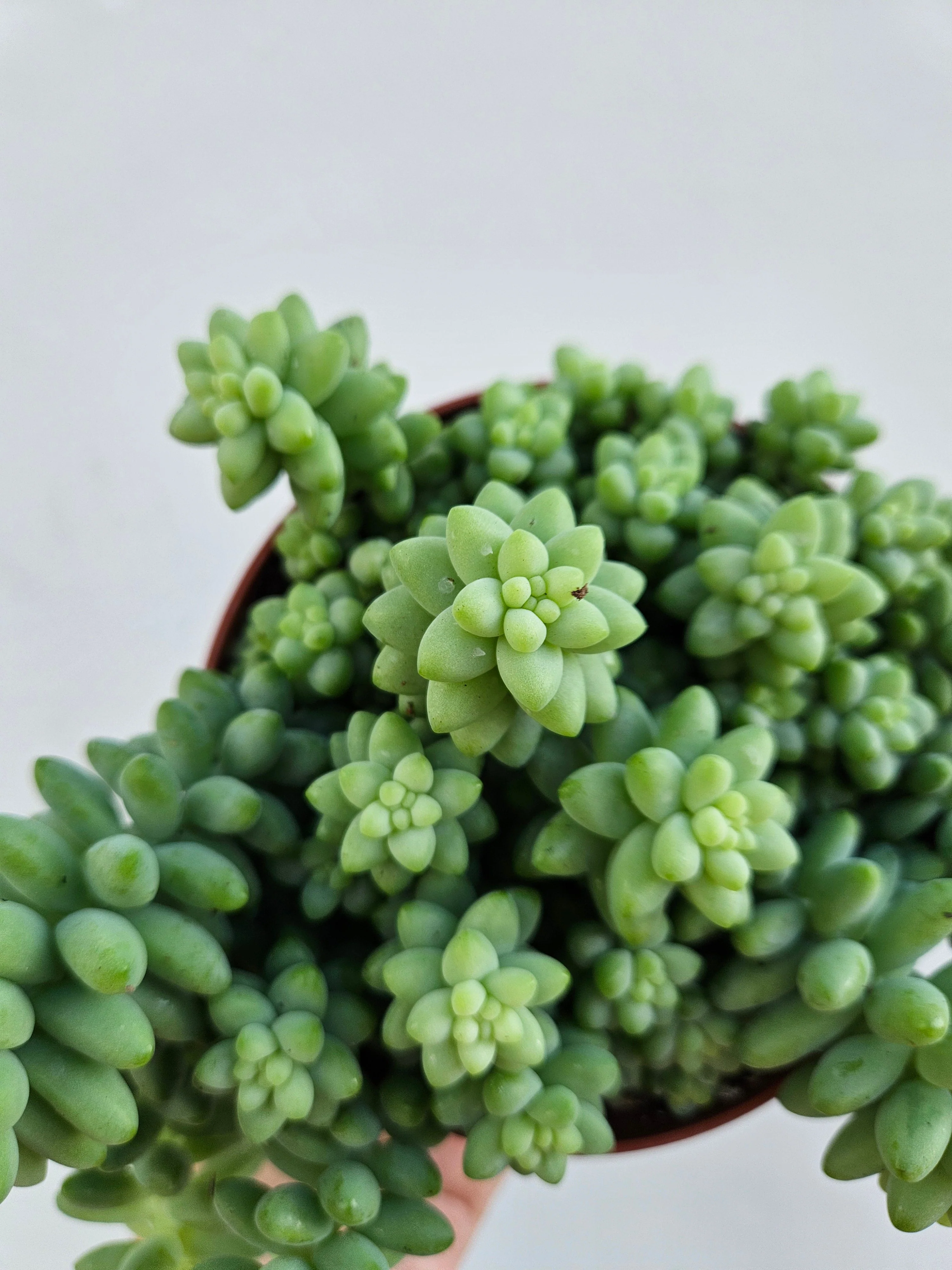 Sedum morganianum 'Burrito' (Burros Tail / Donkey Tail) Various sizes - Image 10