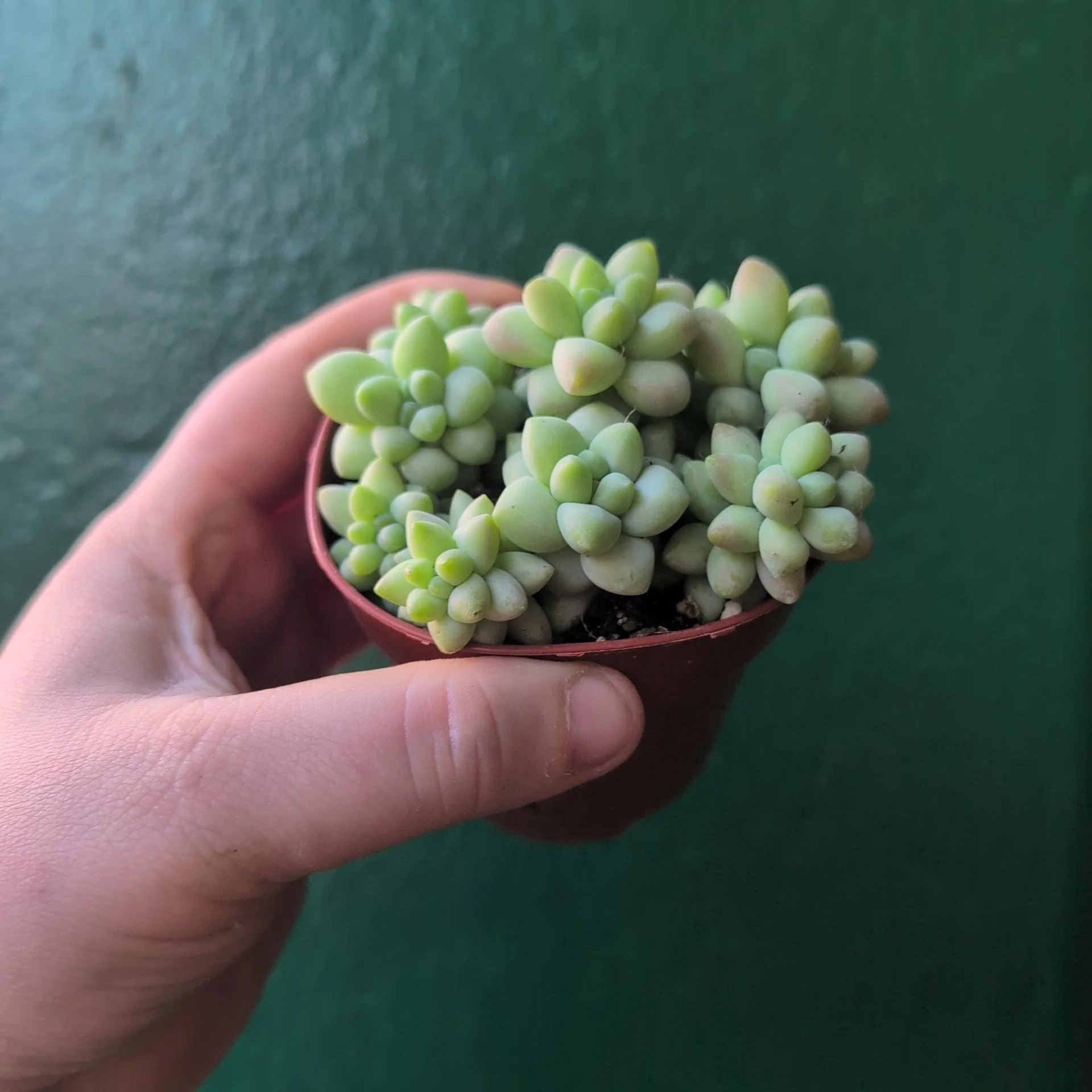 Sedum morganianum 'Burrito' (Burros Tail / Donkey Tail) Various sizes - Image 15