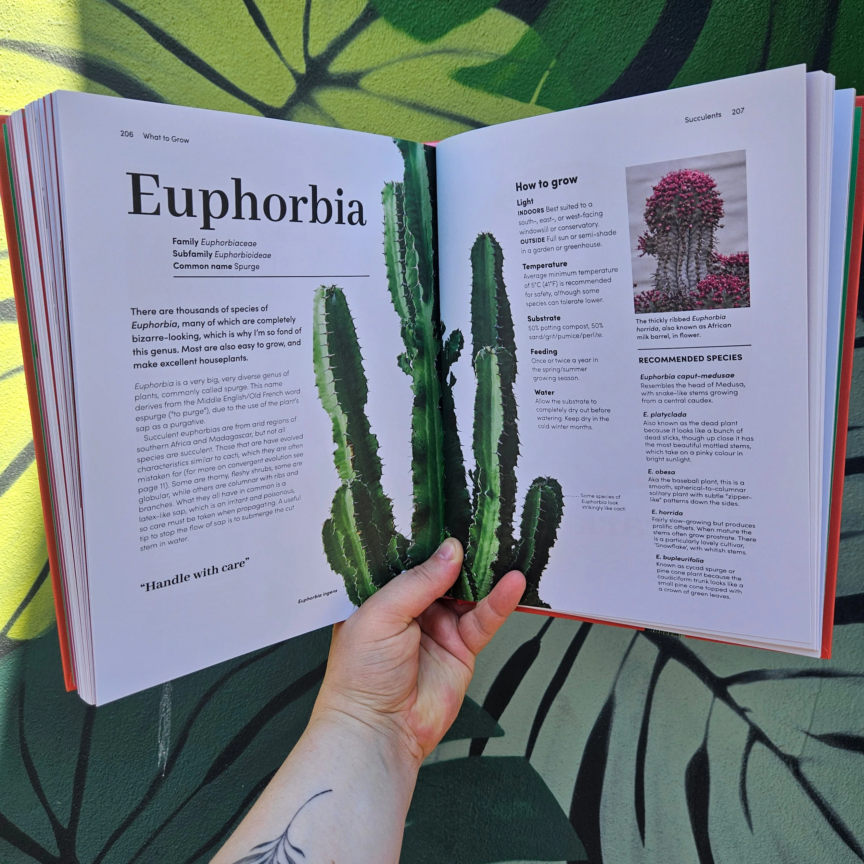 Signed copies of Cacti and Succulents by Sarah Gerrard-Jones (The Plant Rescuer) - Image 3