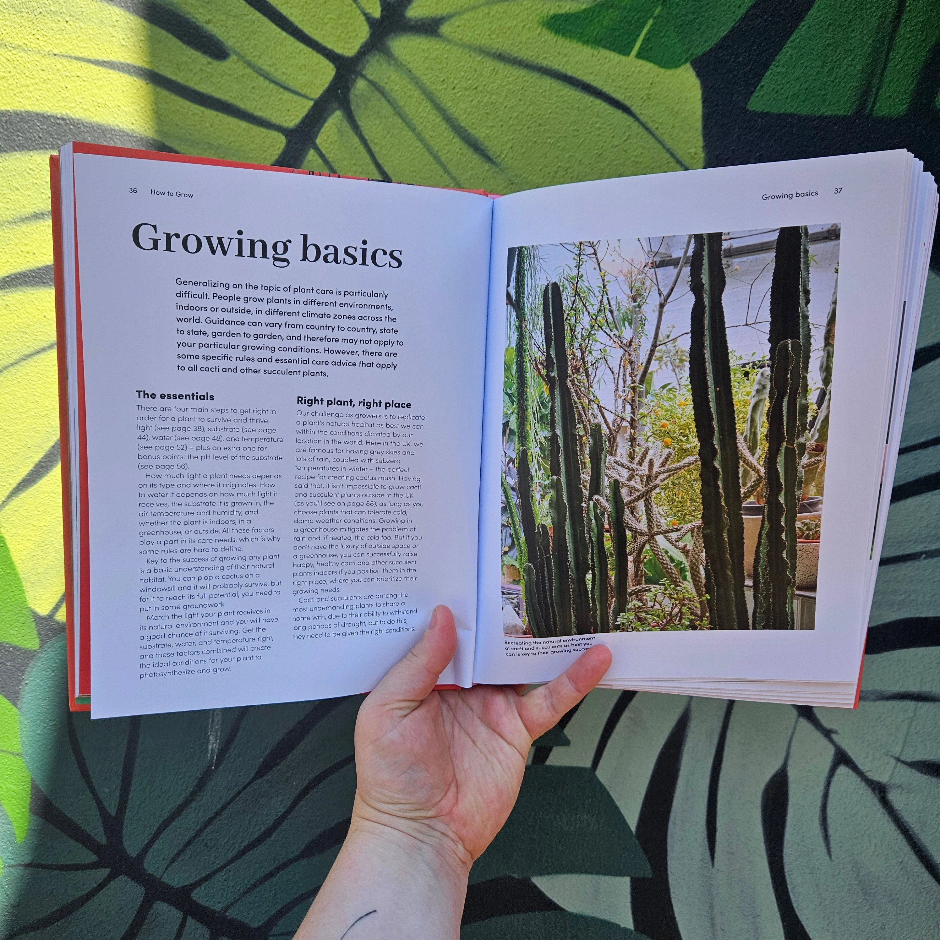 Signed copies of Cacti and Succulents by Sarah Gerrard-Jones (The Plant Rescuer) - Image 4