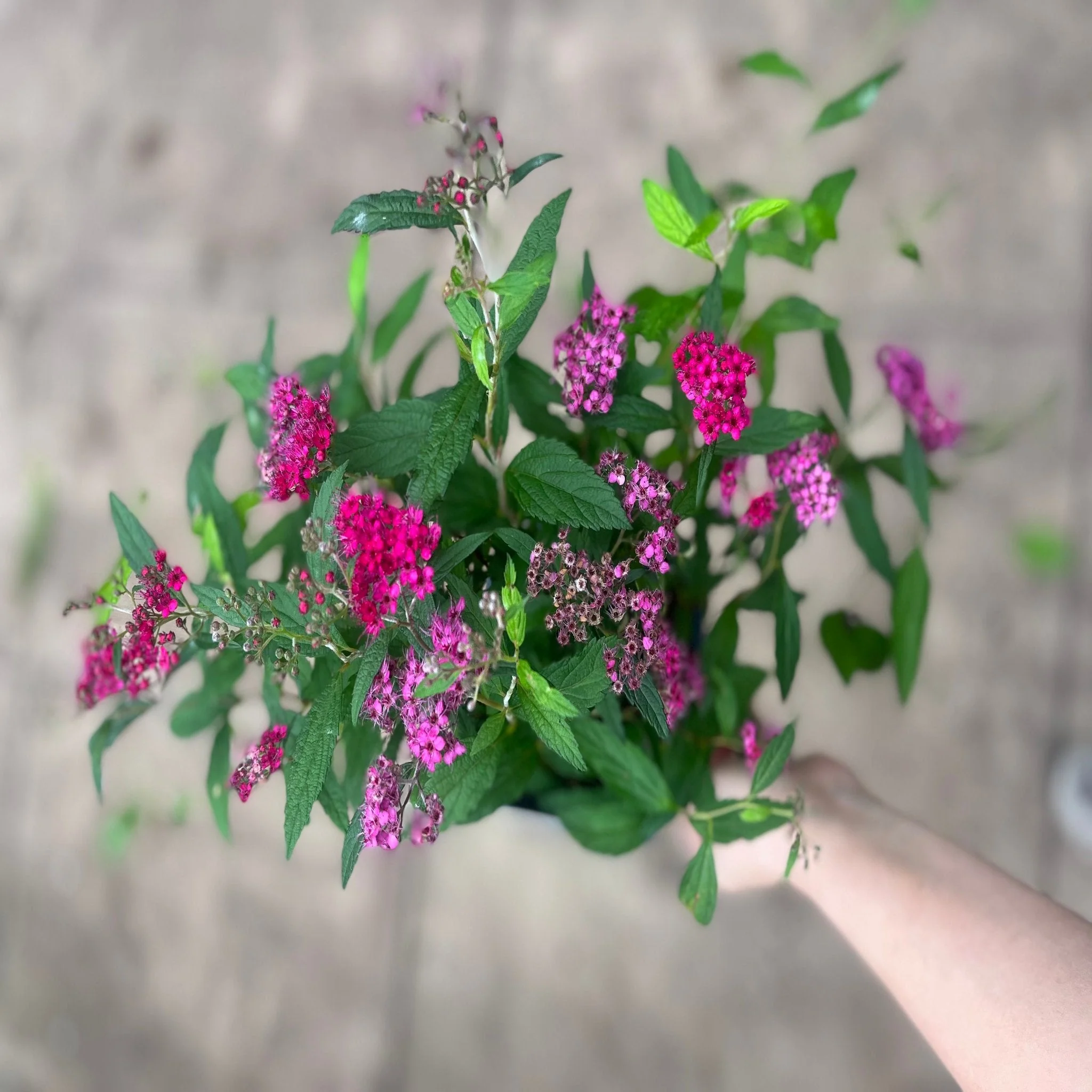 Spiraea japonica 'Anthony Waterer' 2L - Image 2