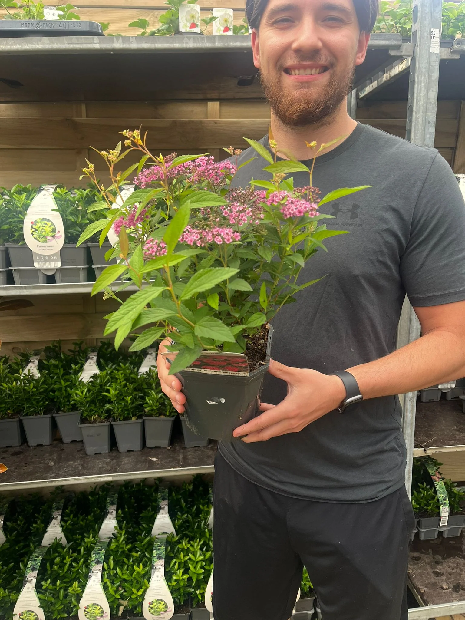 Spiraea japonica 'Anthony Waterer' 2L - Image 3