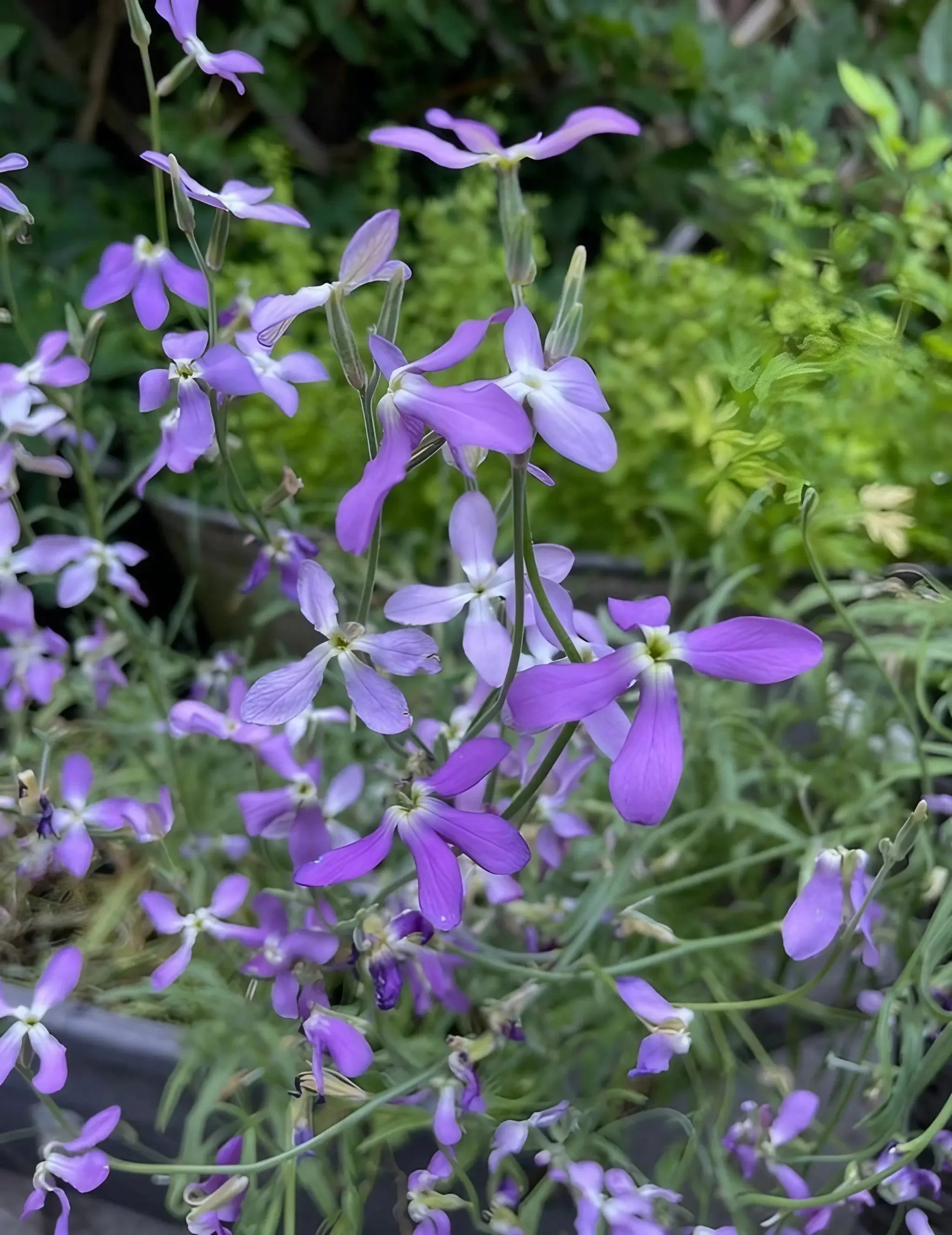 Stocks Night Scented