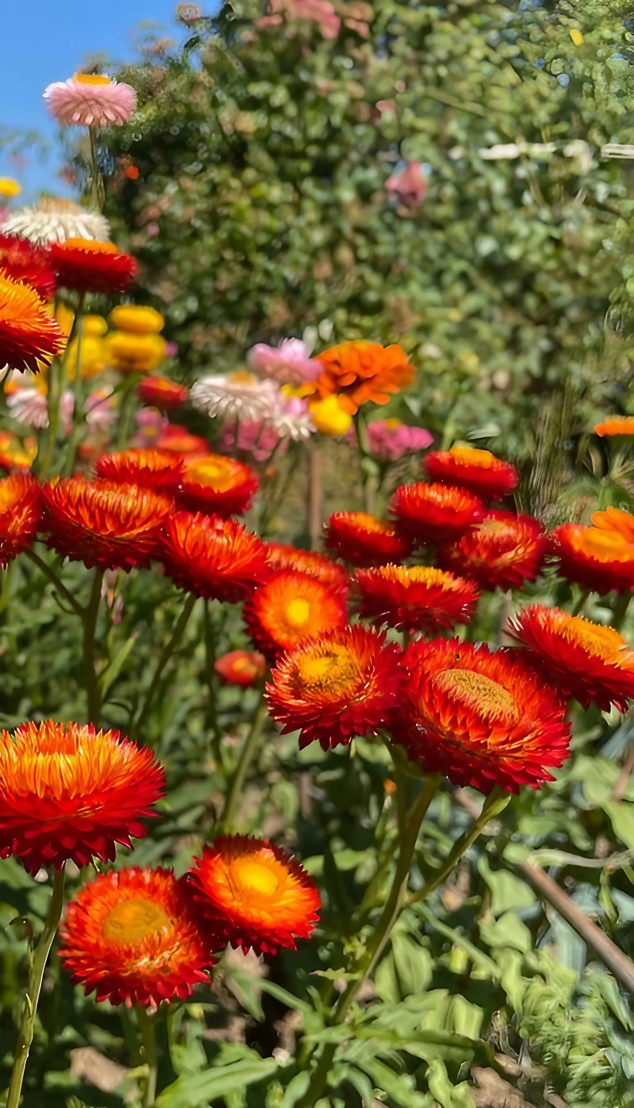 Strawflower Helichrysum Swiss Giant Mix - Image 4