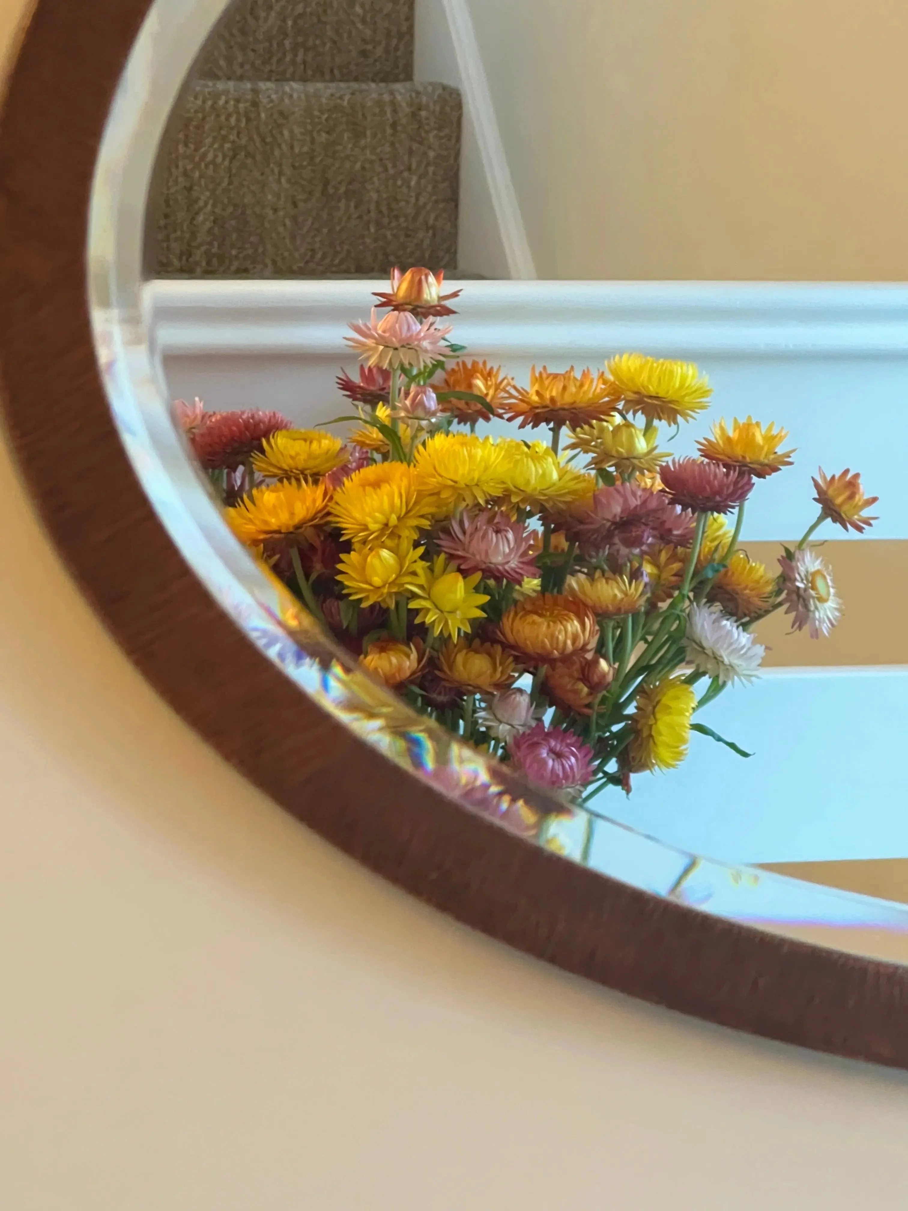 Strawflower Helichrysum Swiss Giant Mix - Image 5