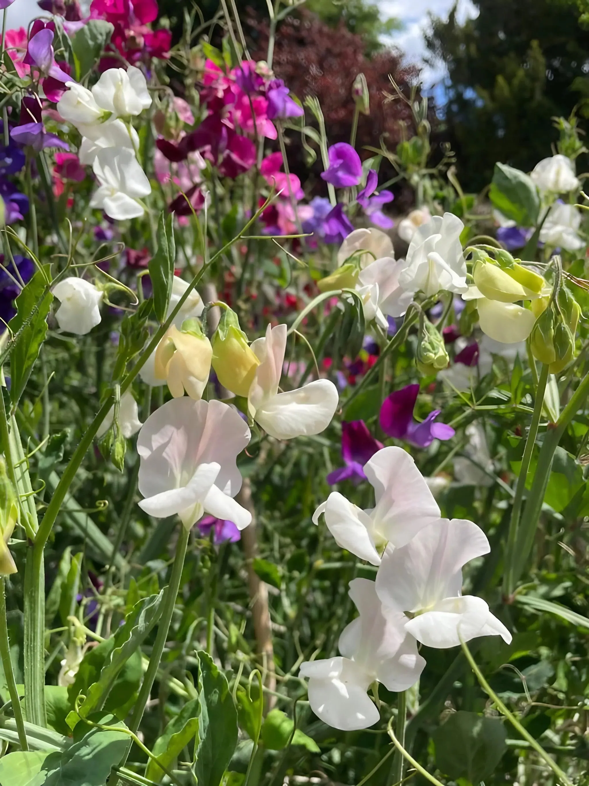 Sweet Pea Bishy Barnabee Mix - Image 12