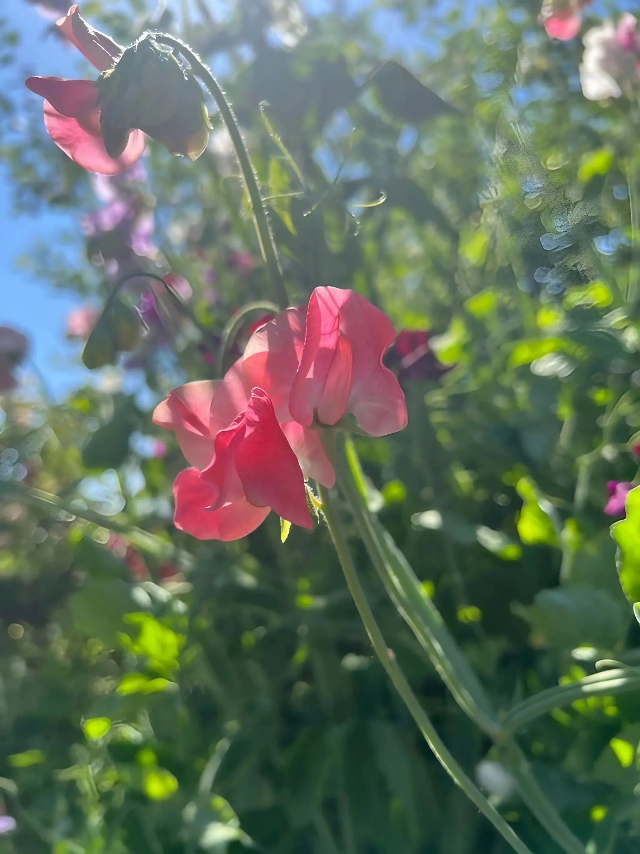 Sweet Pea Parfume Edith Flanagan - Image 3