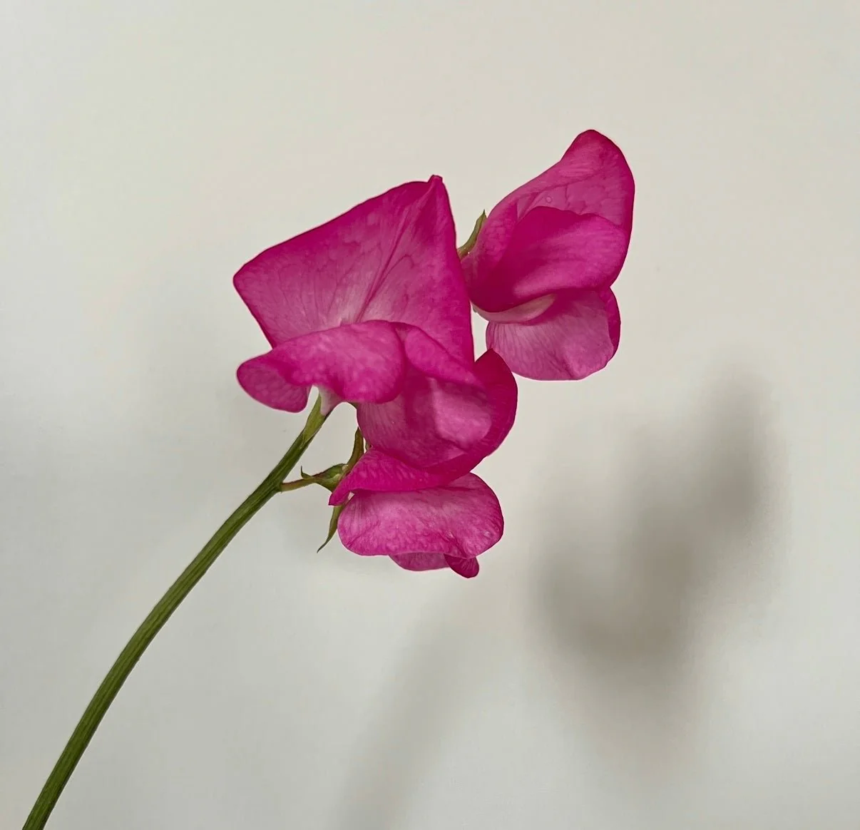 Sweet Pea Parfume Millennium - Image 3
