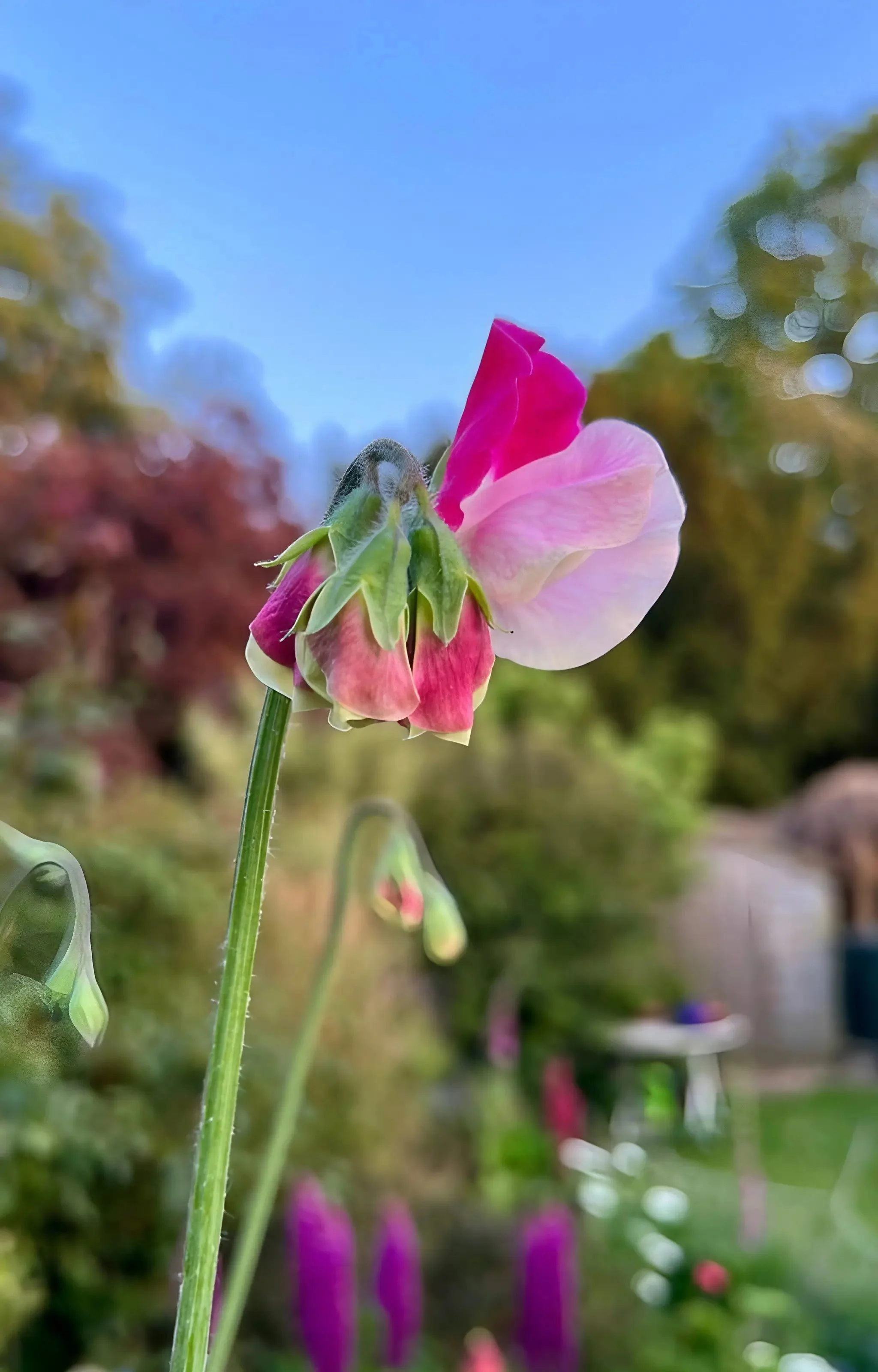 Sweet Pea Parfume Promise - Image 5
