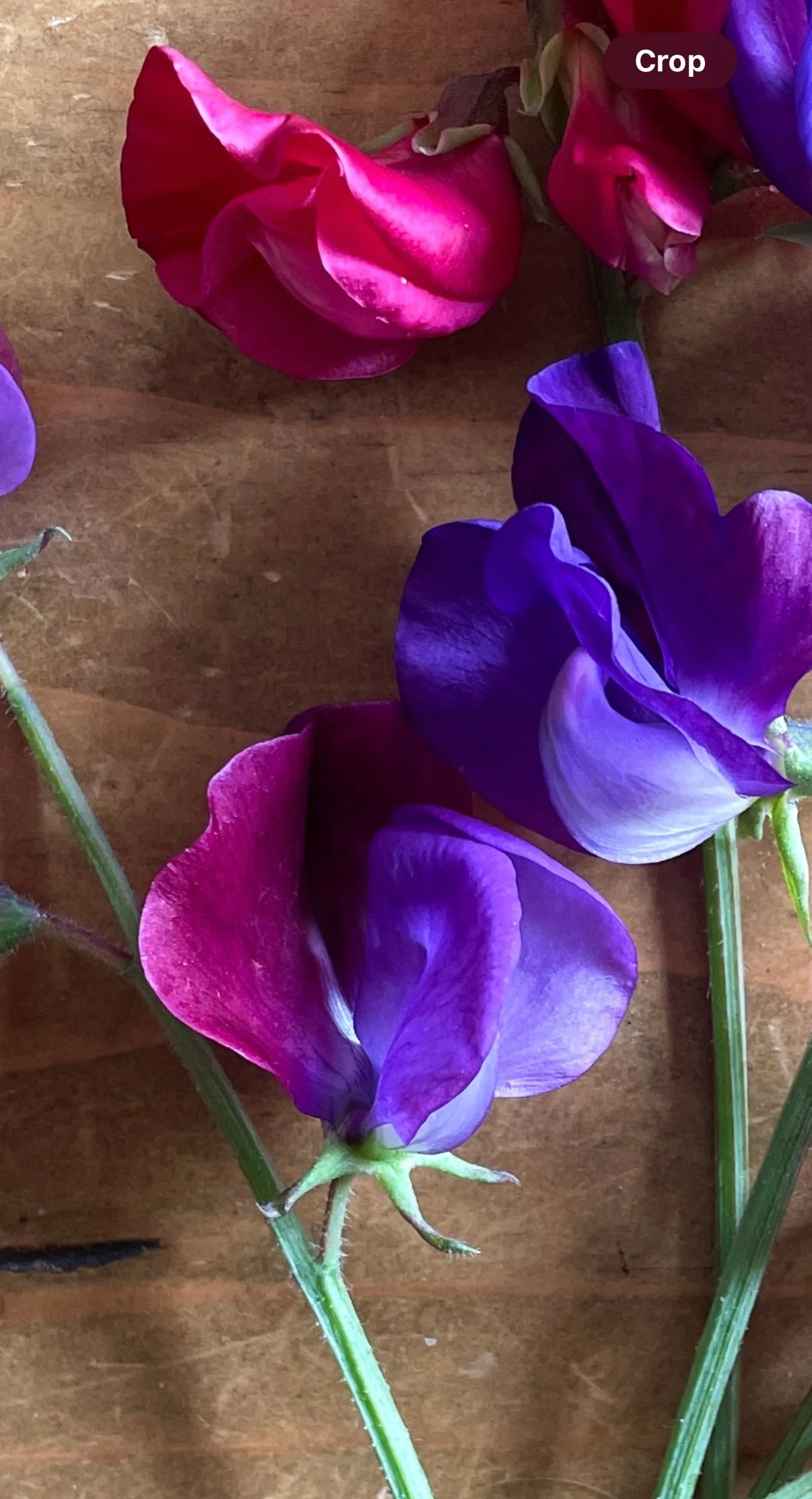 Sweet Pea Purple Pimpernell - Image 2