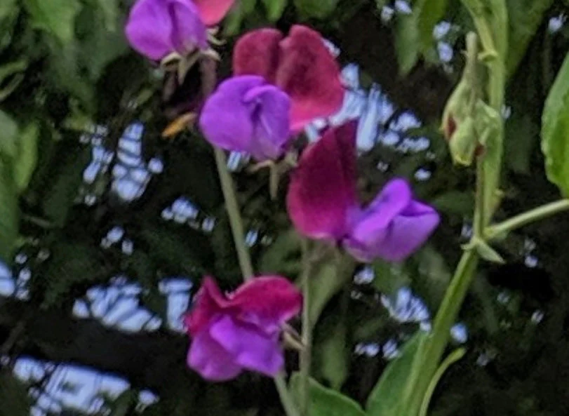 Sweet Pea Purple Pimpernell - Image 3