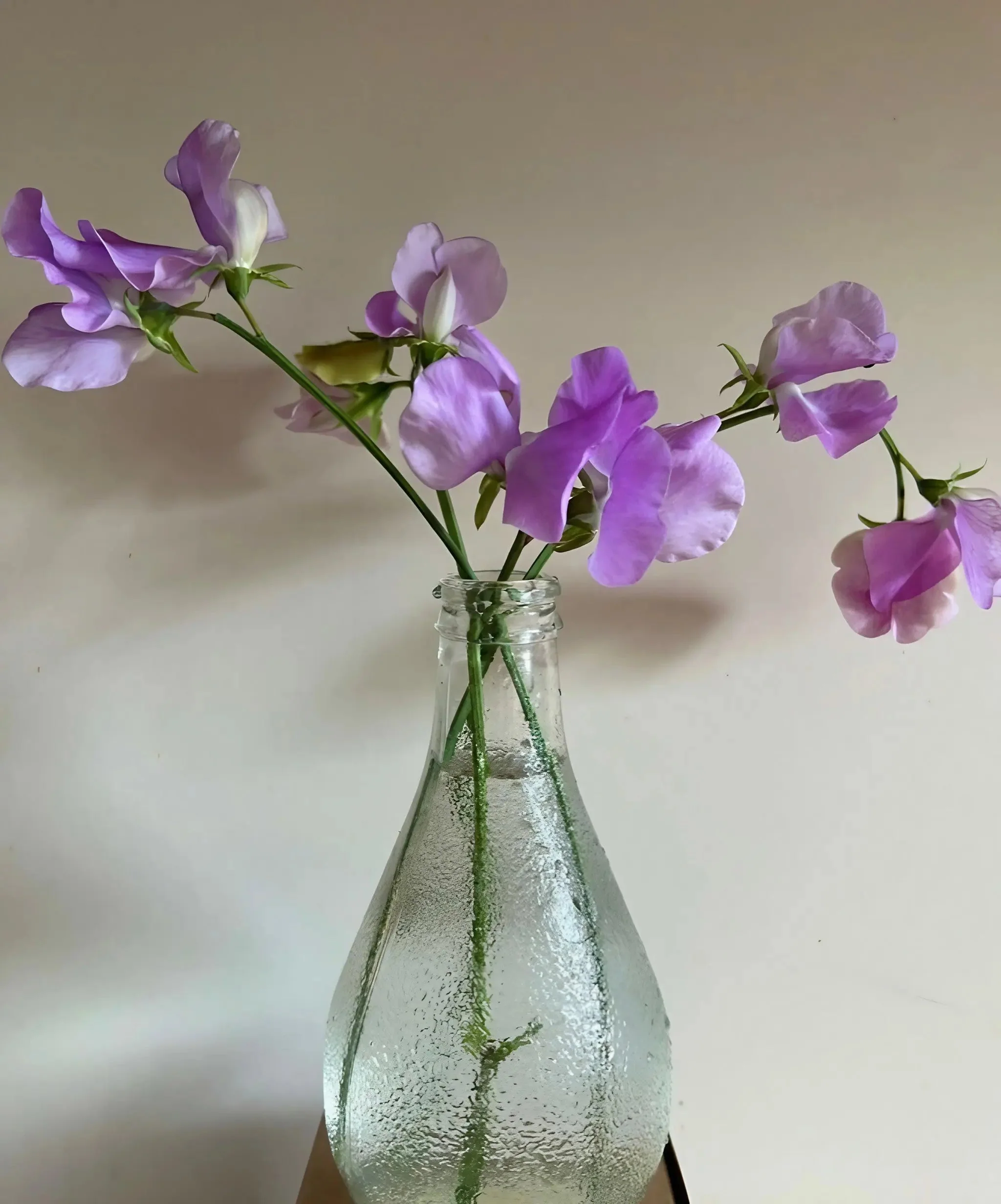 Sweet Pea Spencer Leamington - Image 3