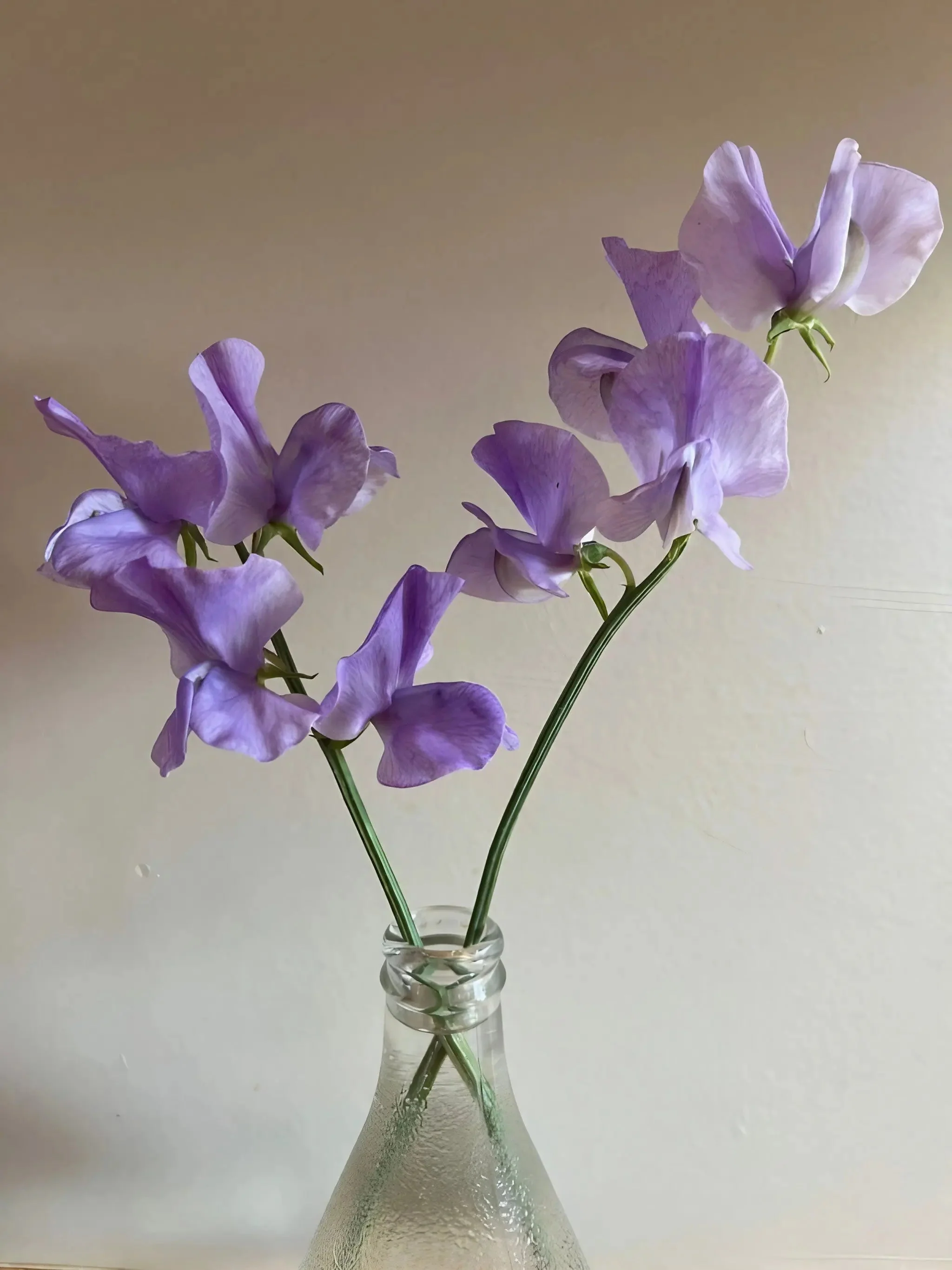 Sweet Pea Spencer Leamington - Image 4