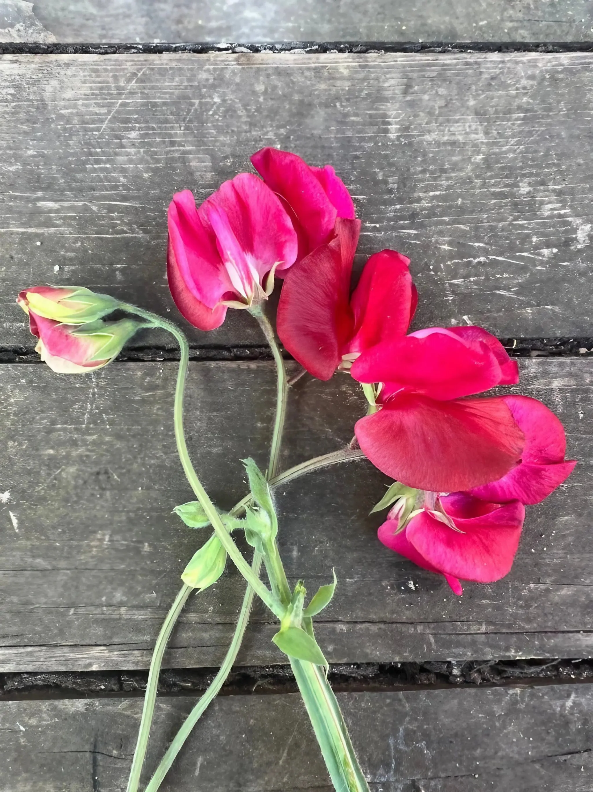 Sweet Pea Winston Churchill - Image 3