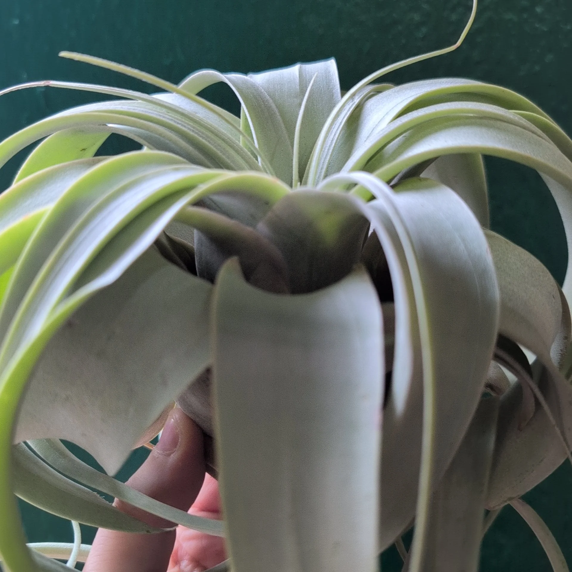Tillandsia Xerographica (Air plant) - Image 4
