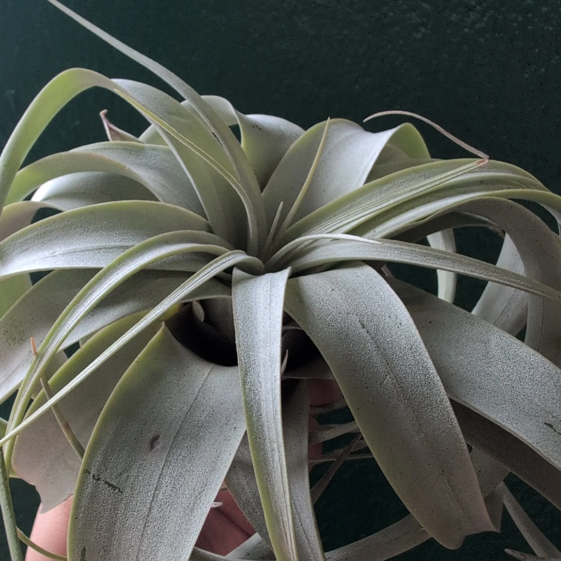 Tillandsia Xerographica (Air plant) - Image 8