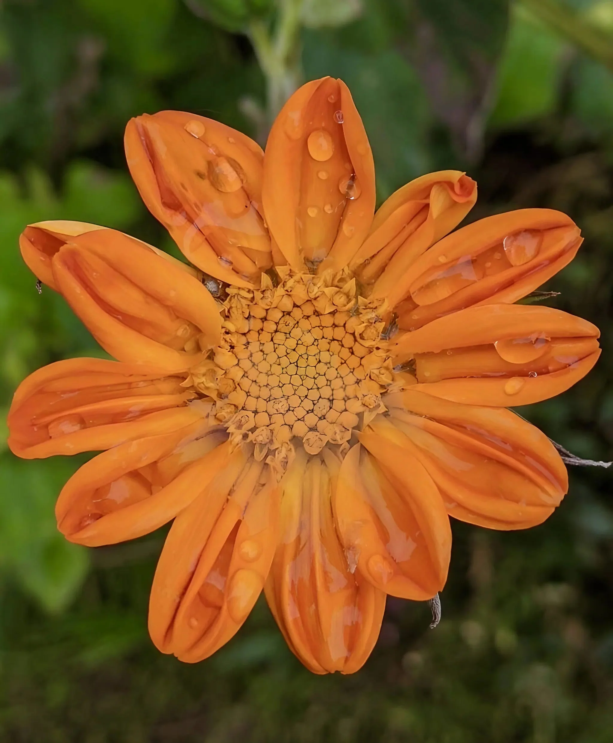 Tithonia Goldfinger - Image 4